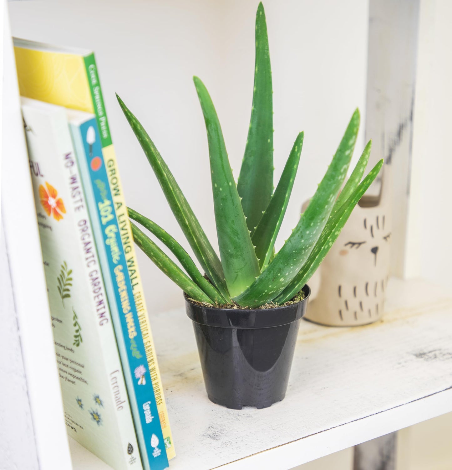 PFPX 9CM Aloe Vera (Solo) V2