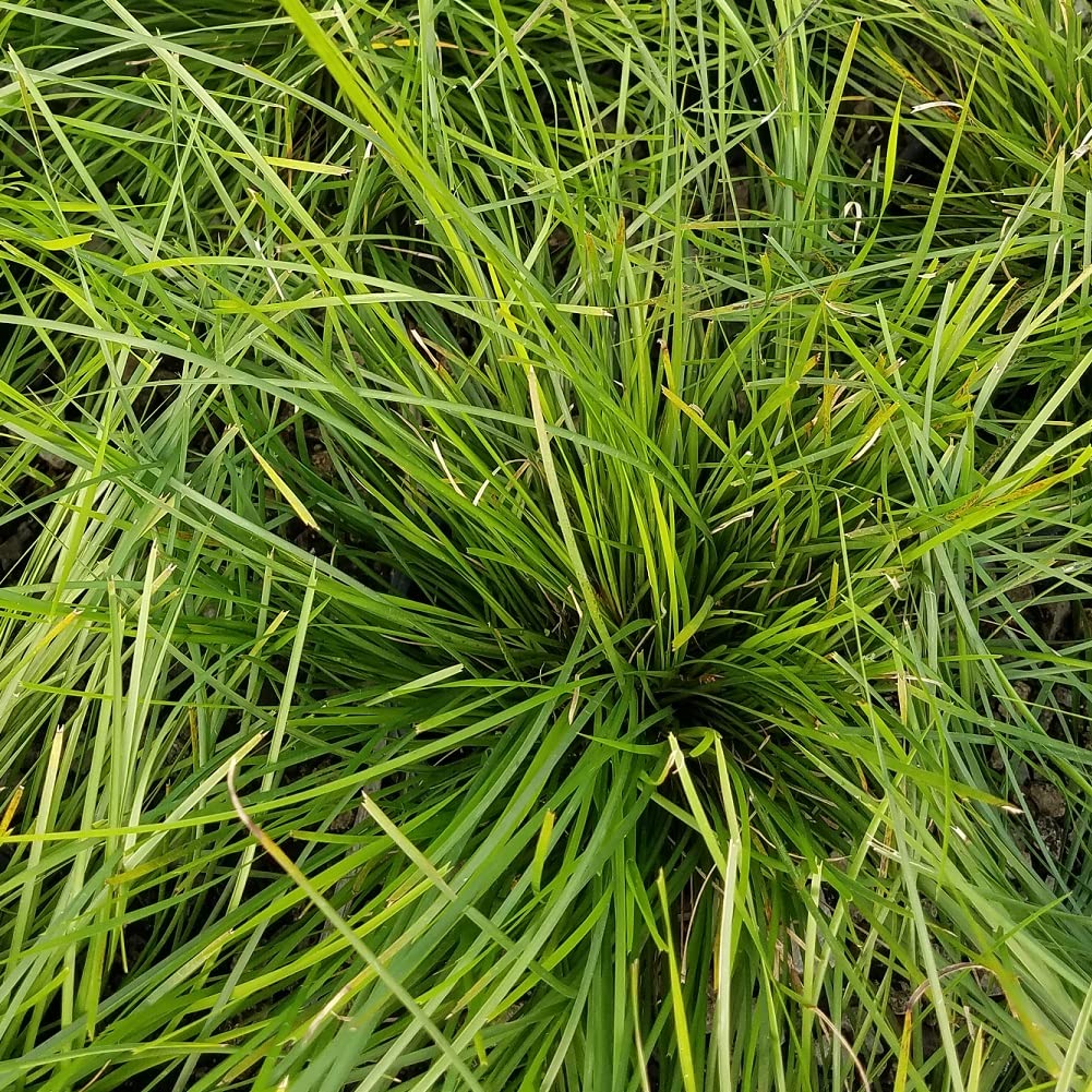 Breeze Lomandra (2.5 Quart) Evergreen Mid-Sized Dwarf Mat Rush Ornamental Grass - Full Sun Zebra Grass