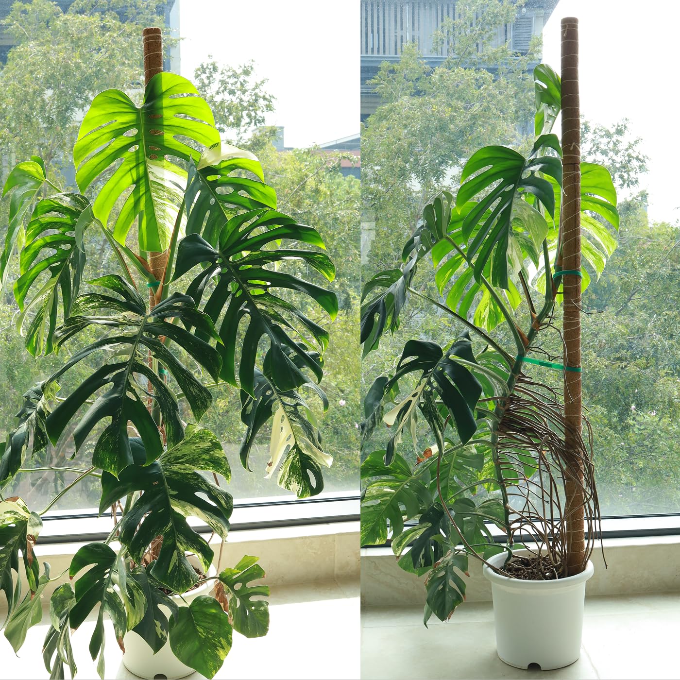 Moss Pole for Plants 4 Pack Natural Coco Coir Climbing Support Stakes with Plant Ties Indoor Monstera Plant Training Extension Poles 14.8inch Each Total 59.2inch