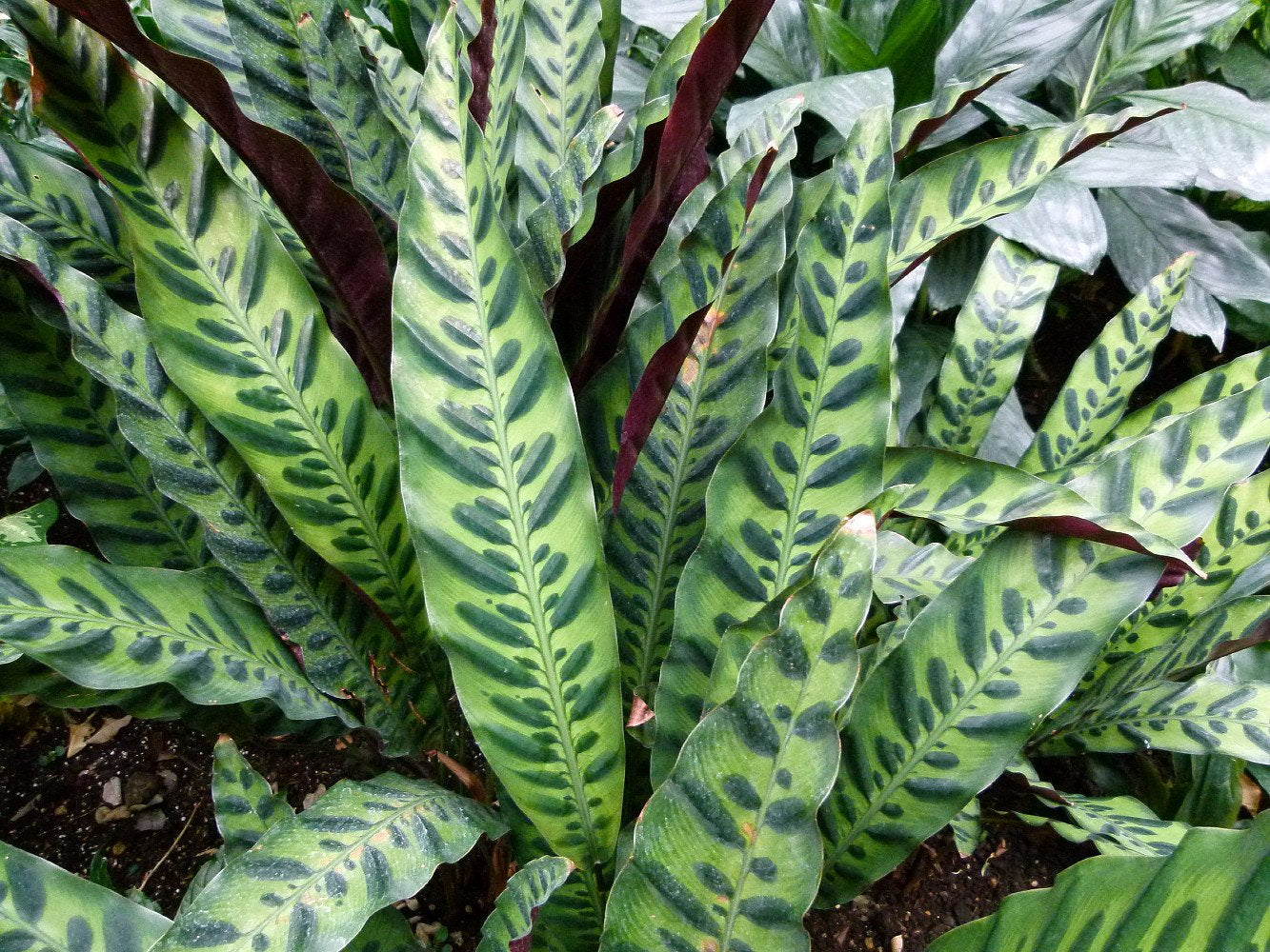 Rattlesnake Plant - Calathea lancifolia - Easy House Plant - 2.5" Pot