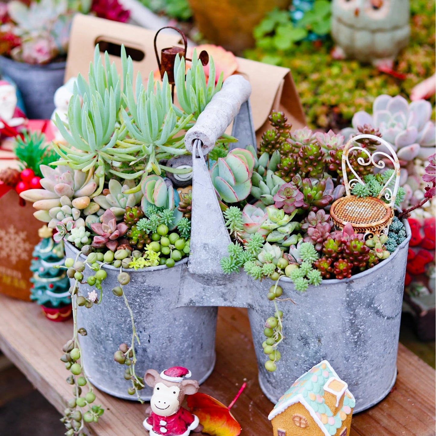 Sprout N Green 10 Assorted Succulents with Root, 10 Different Varieties Live Plants Collection, Without Plant Pot, Easy to Care, Great for Gardener Beginner, DIY Projects, Wedding Party Favor