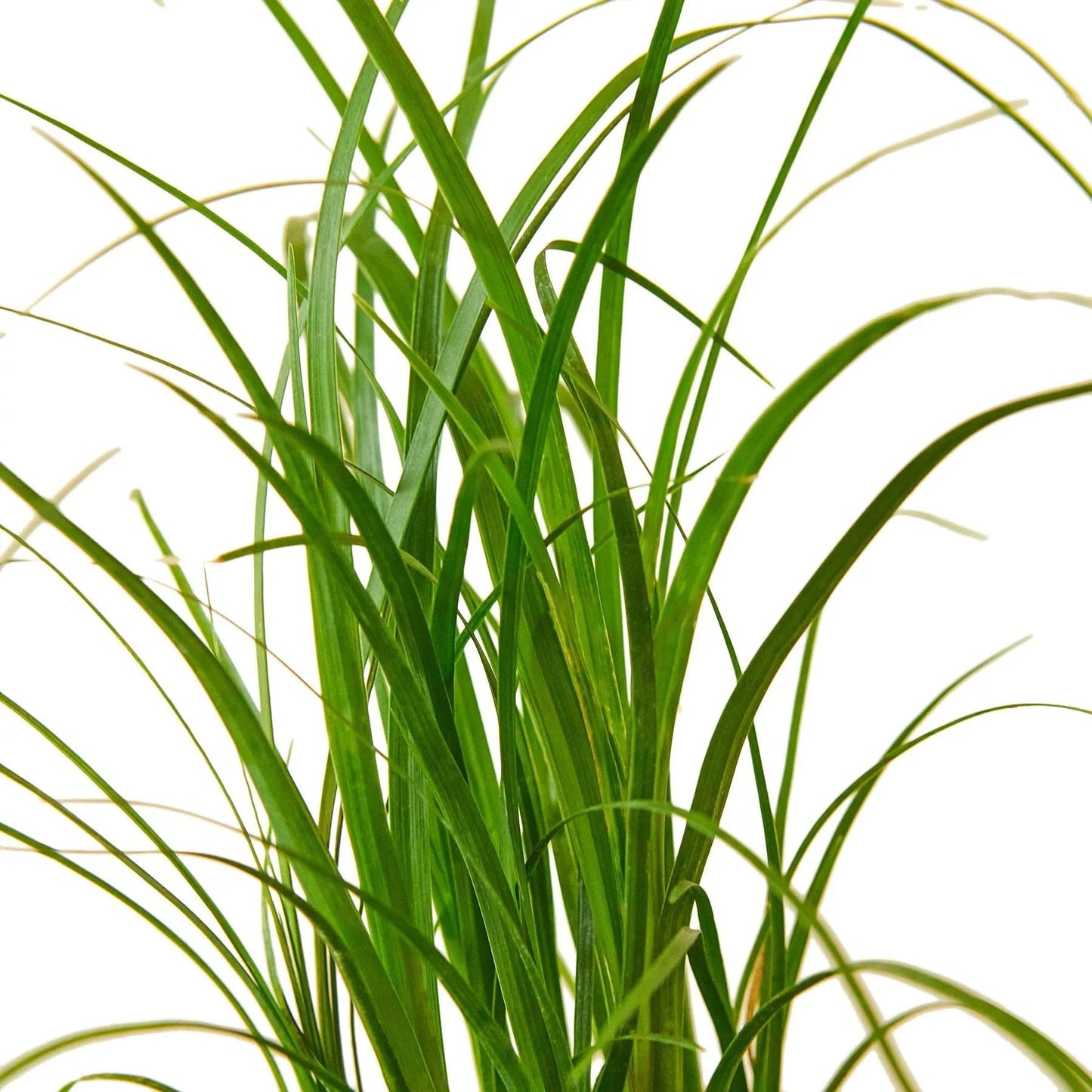 Palm 'Ponytail' | Live Plant for Indoor & Outdoor | for Living Room, Office, Bathroom | (3" Pot)