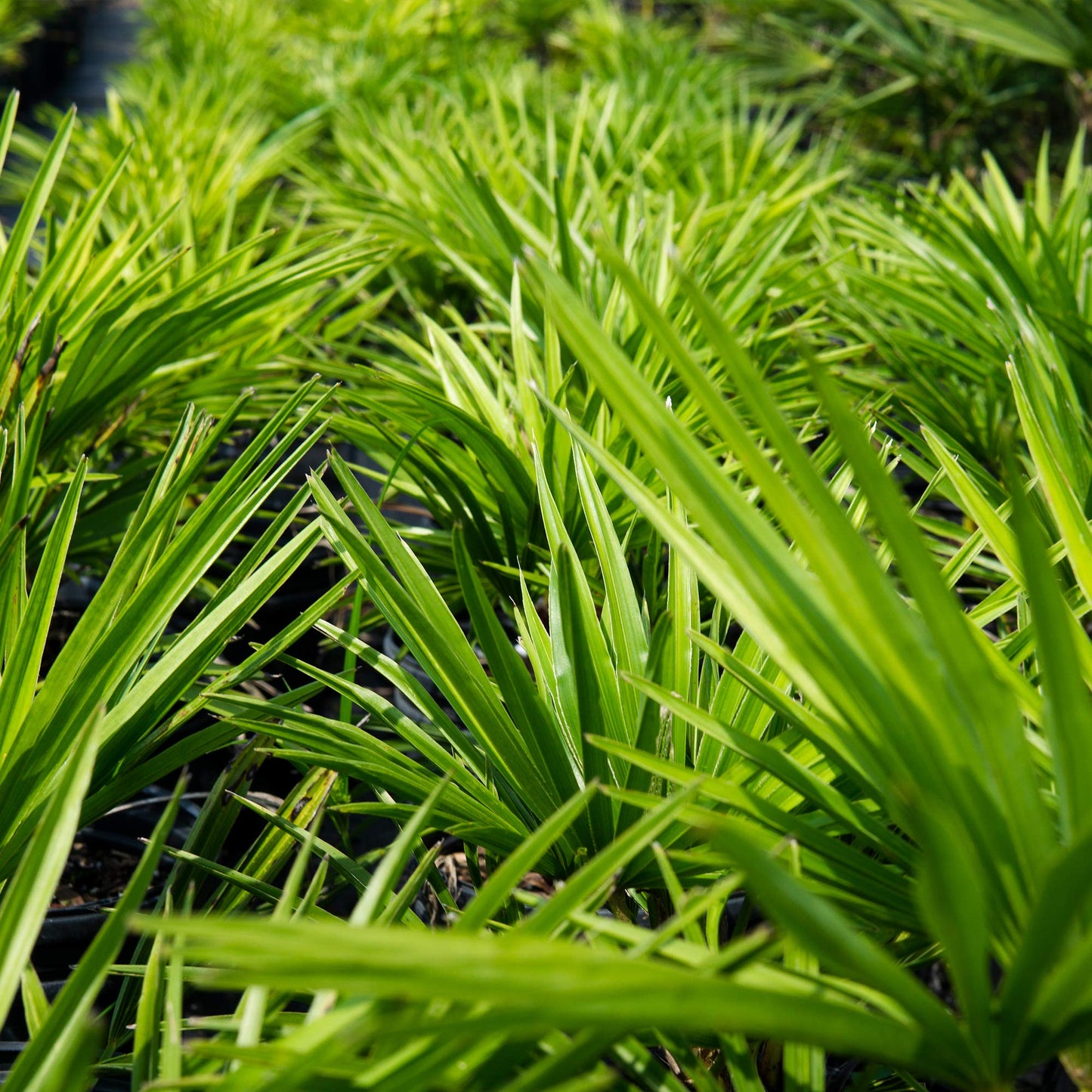 Windmill Palm 1 Gallon
