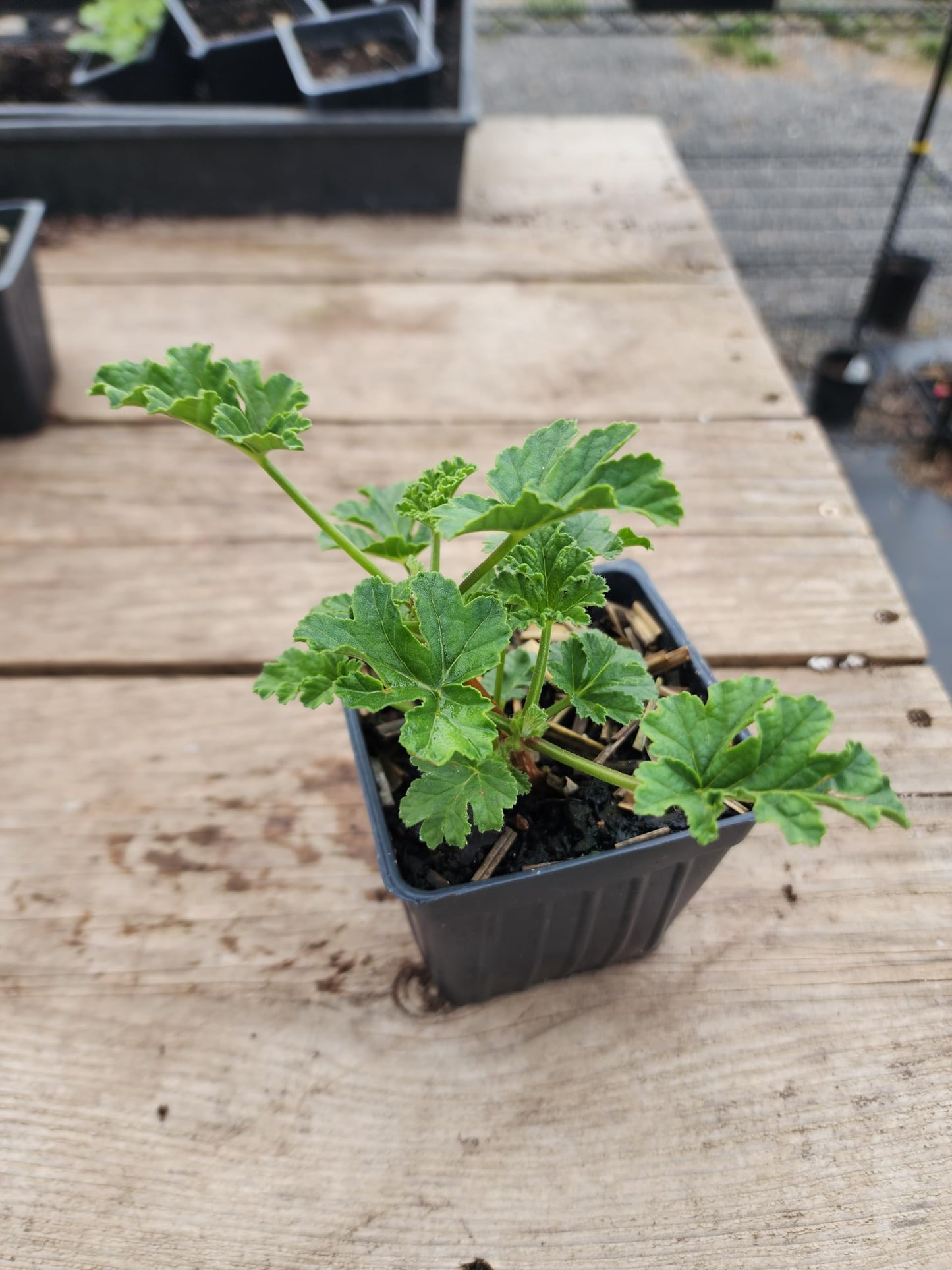Geranium 'Apricot' (Pelargonium scabrum) Organic Scented Geranium Plant in 2.5-inch Pot by Smoke Camp Crafts - Rough-Leaved Geranium