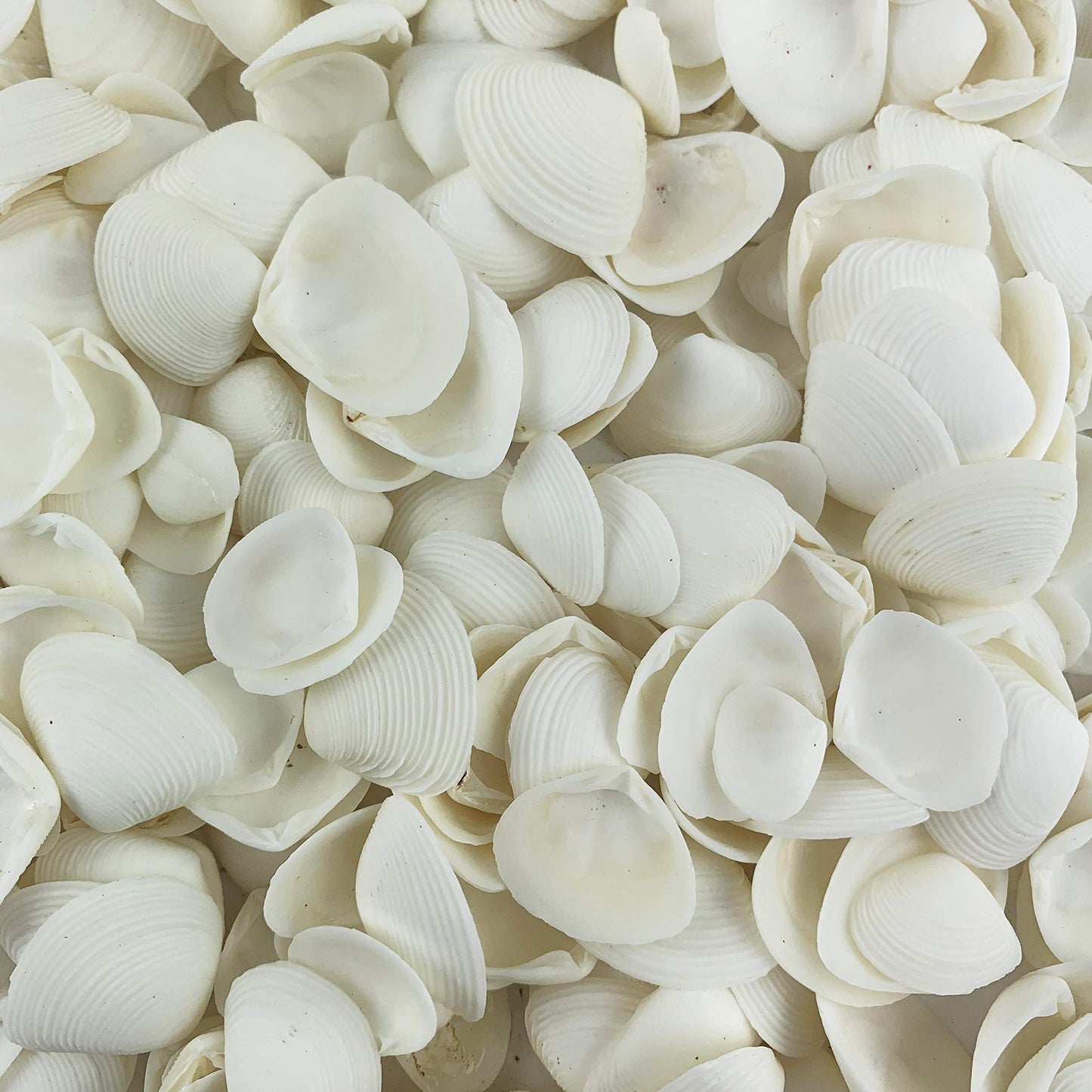 Worlds White Clam Cay Cay Sea Shells for Home Decorations, Party Wedding, DIY Crafts 8OZ