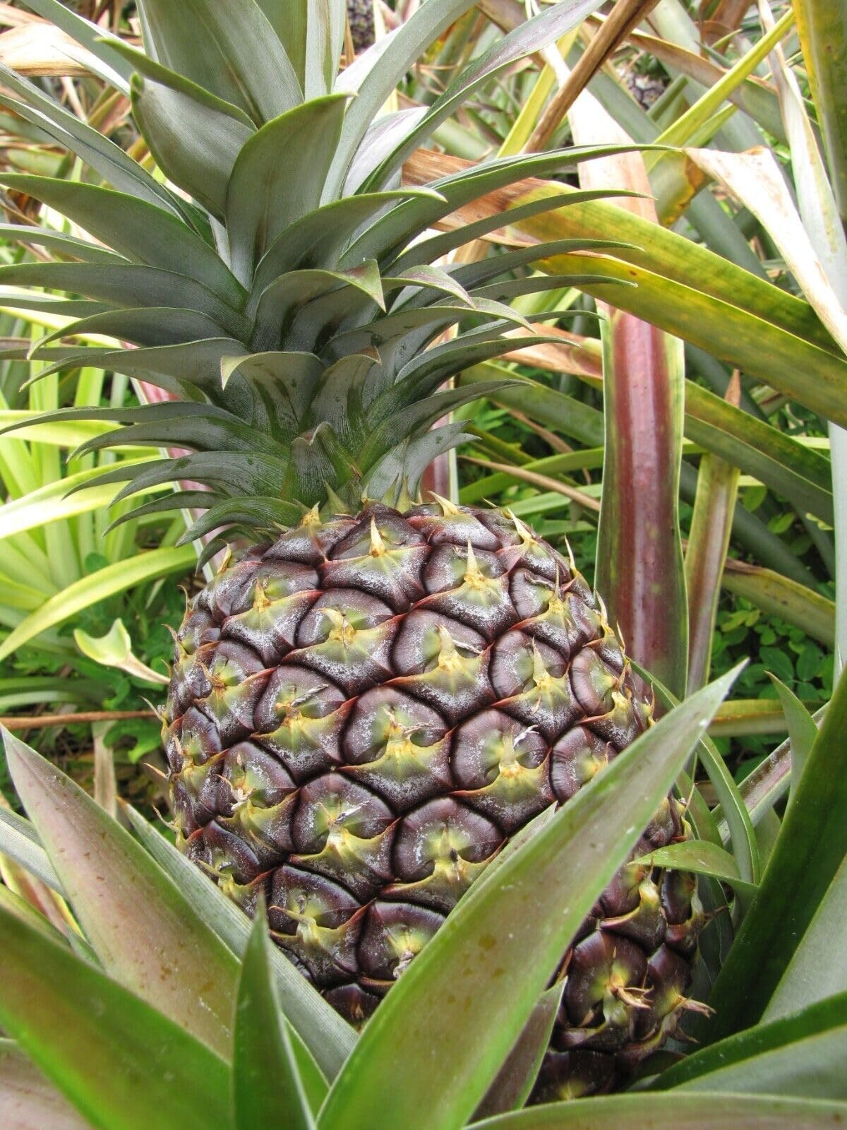 HPGS Pineapple Plant 'Kona Sugarloaf' | Live Plant Ananas Comosus in A 2.5"" Pot, Green