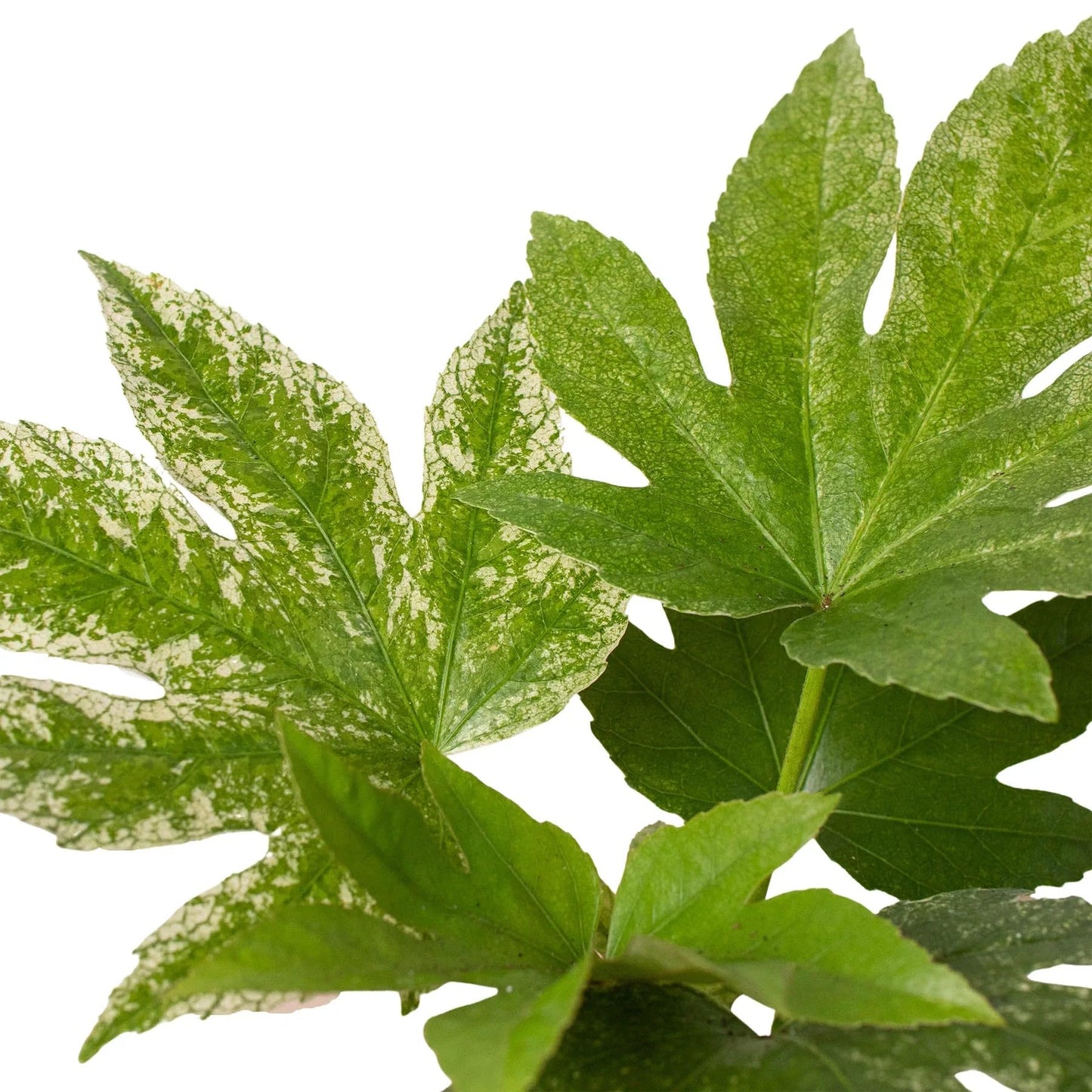 Fatsia Spider's Web | Live Plant for Indoor & Outdoor | for Living Room, Office, Bathroom | (6" Pot)