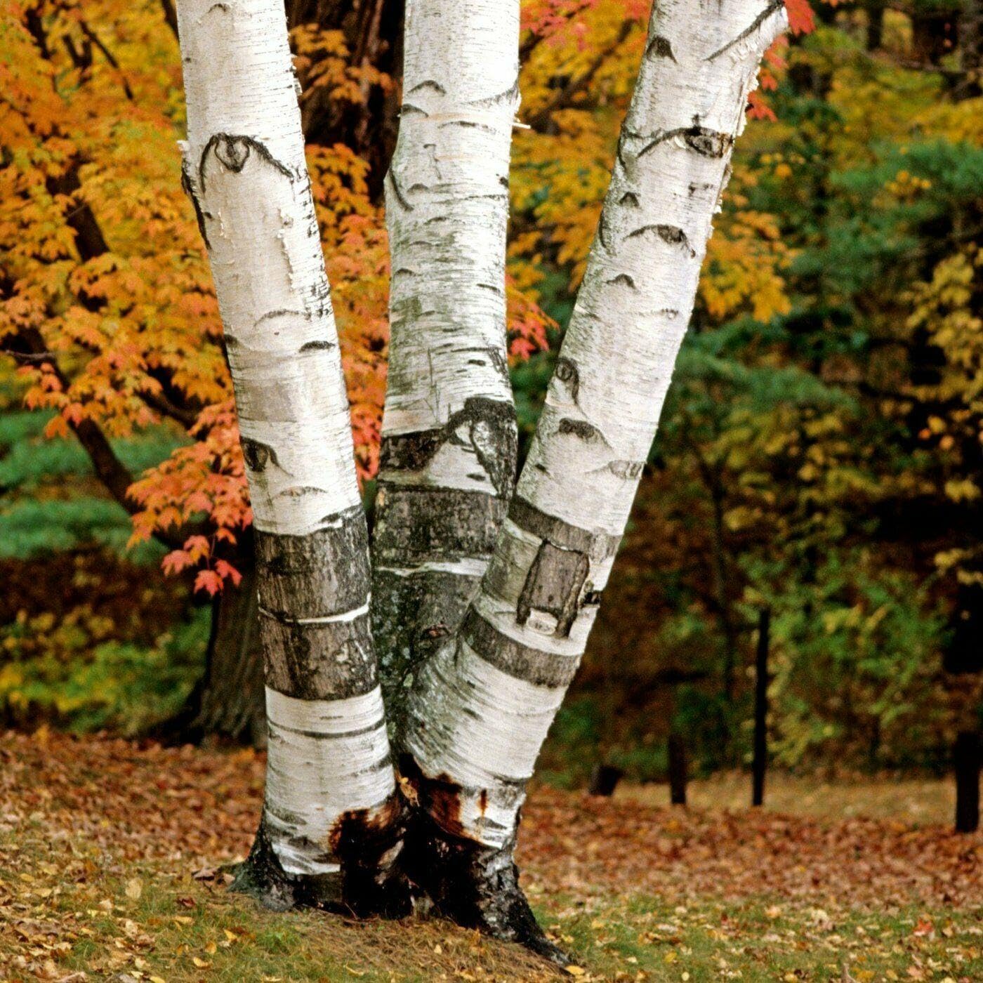 3 White Paper Birch Trees - 10-12" Tall Live Plants - Fast Growing Trees - Betula papyrifera - (3 Pack)