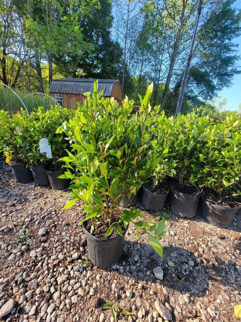 Live Plant - August Beauty Gardenia - Live Plant - 2 Gallon Pot