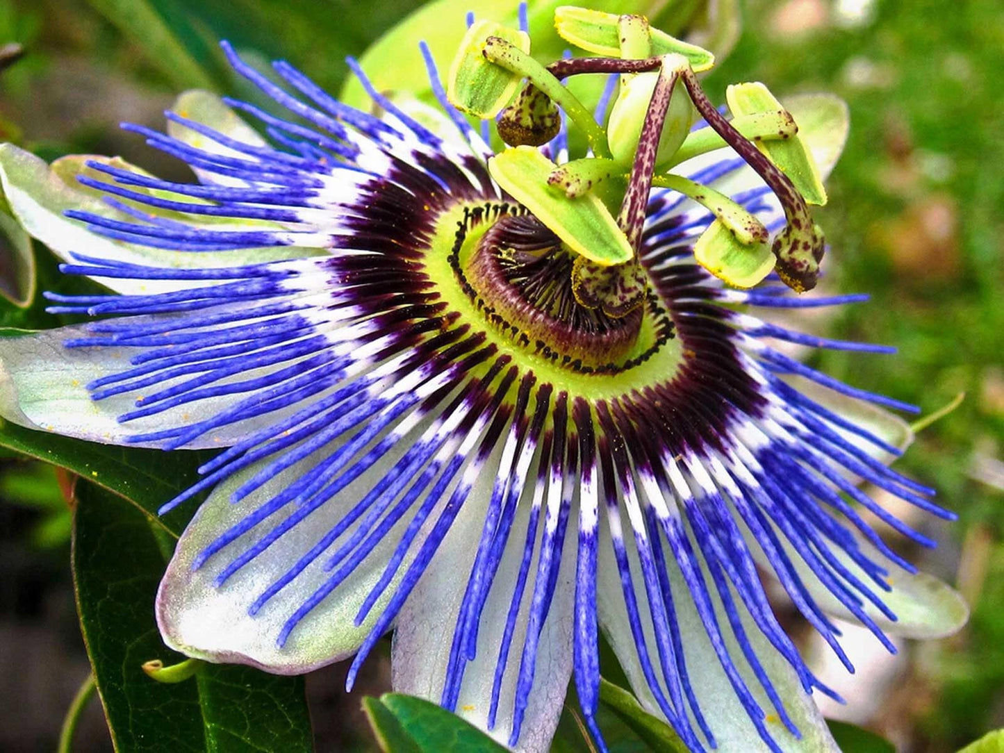 Live Plant - Hardy Blue Crown Passiflora caerulea Passion Flower Small Rooted Starter Plant