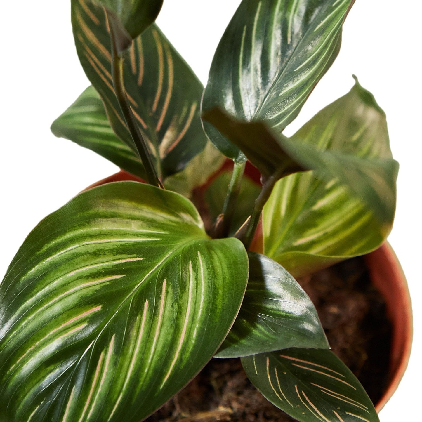 6 Pack Calathea 'Beauty Star' in 4in Pot - Live Plants Tropical Houseplants | Variegated | USA Growers | The Snobby Leaf