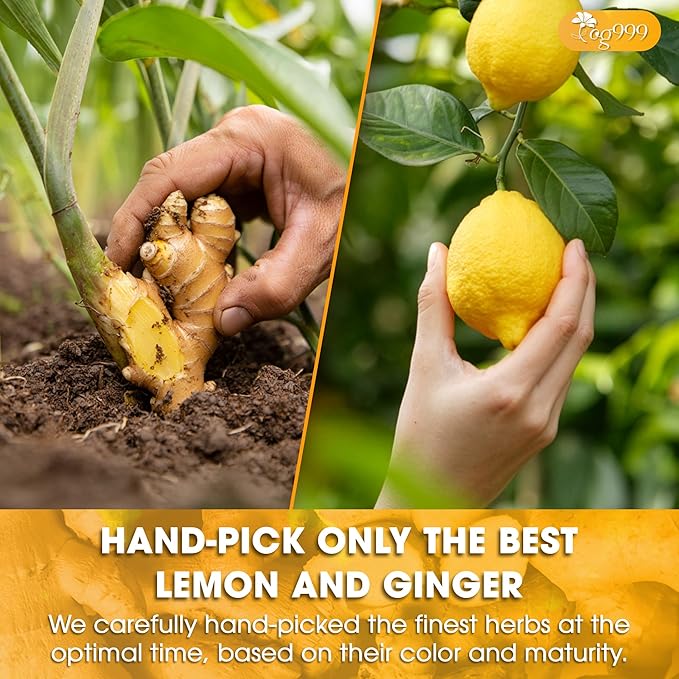 TOG999, Premium Lemon Ginger Tea Bags | 60 Tea Bags | Refreshing Herbal Blend with Bright Citrus & Warming Ginger | Naturally Caffeine-Free | 100% Plant-Based, Sustainably Sourced Herbal Tea