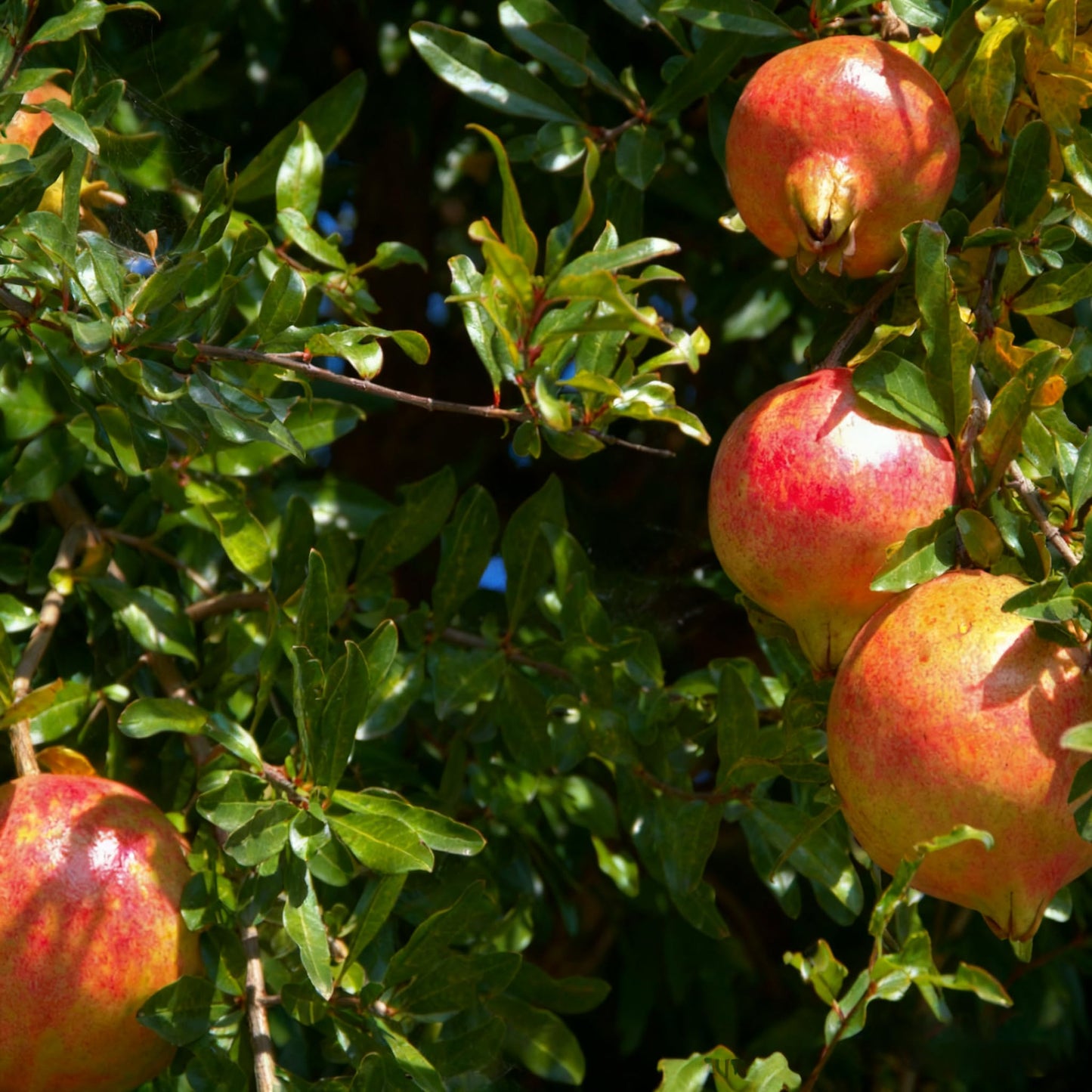 30 Pomegranate Seeds for Planting, Sweet Fresh Punica Fruit Seed, Non-GMO Heirloom Pomegranate Seed for Home Garden