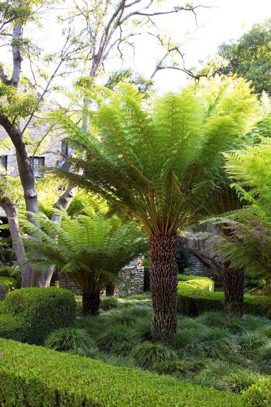1 Live Plant - Tasmanian Tree Fern Dicksonia Antarctica