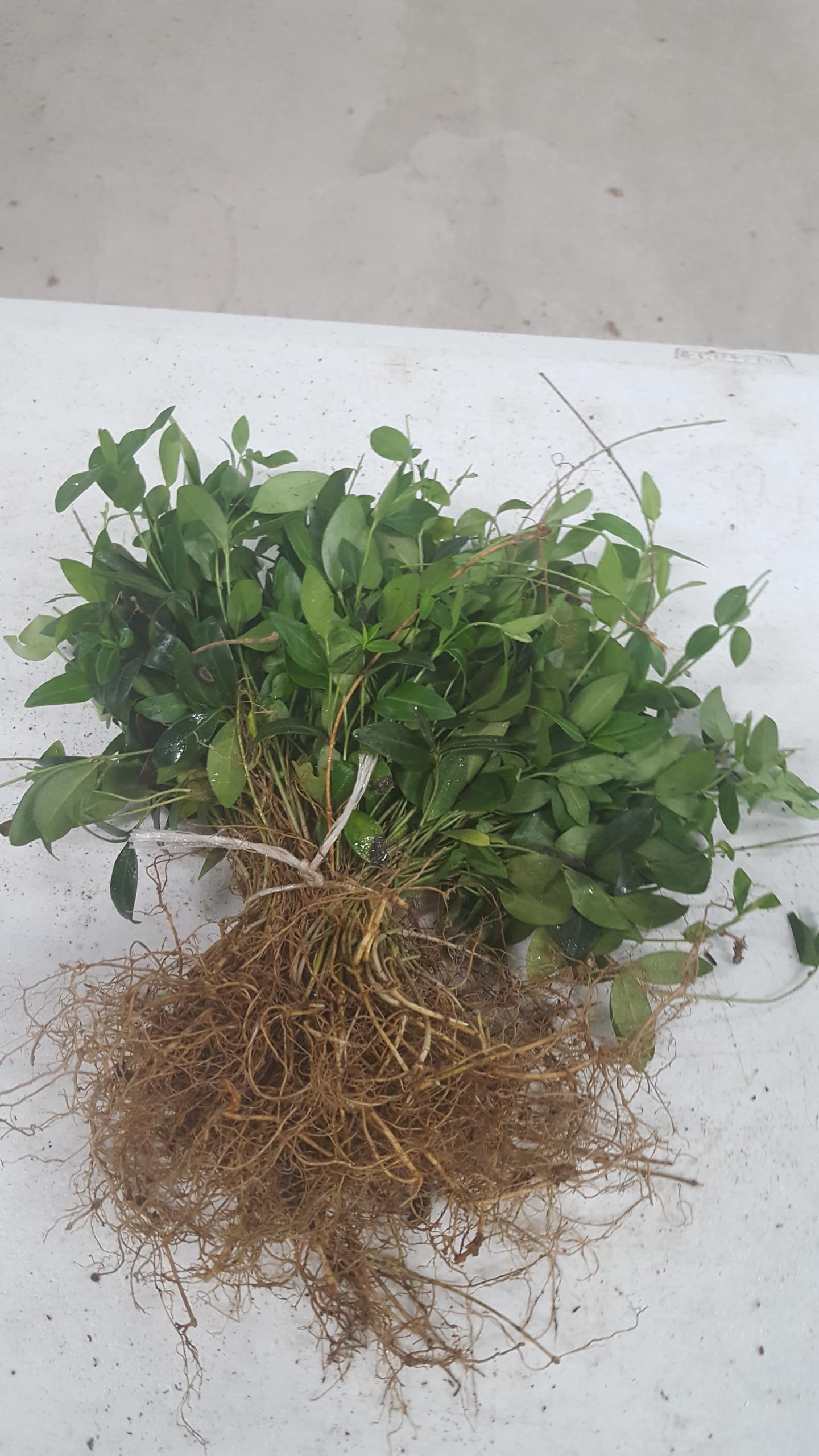 200 vinca Minor, Bare Root Plants, Periwinkle