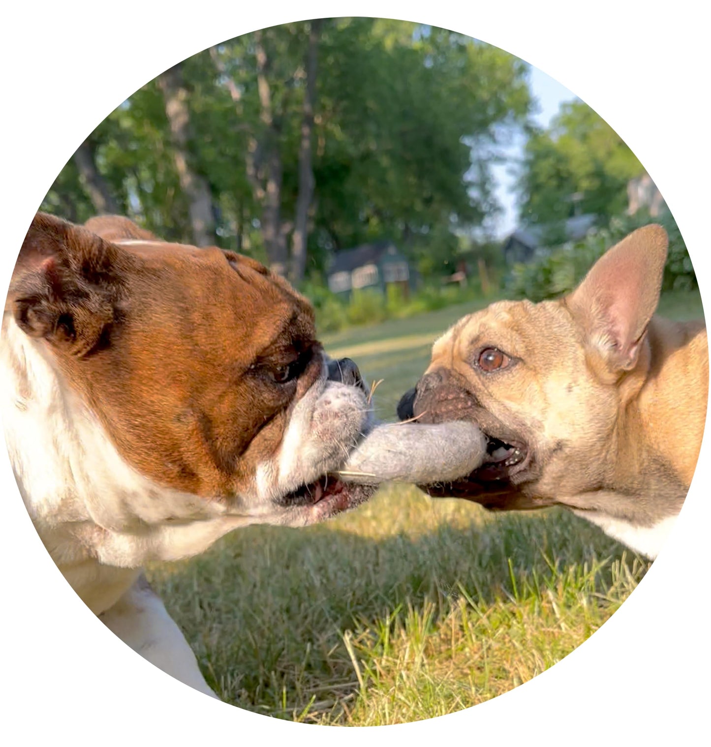 Wool Dog Ring Toy 2-Pack – Organic Eco Friendly Dog Rings for Small & Medium Dogs – Natural Non Toxic Dog Toys – Creature ECO