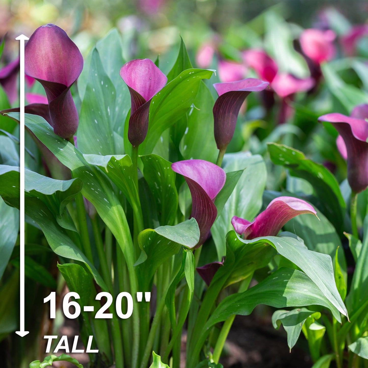 Garden State Bulb Purple Accent Calla Lily Flower Bulbs, 14/16cm, Spring Planting (Bag of 5)