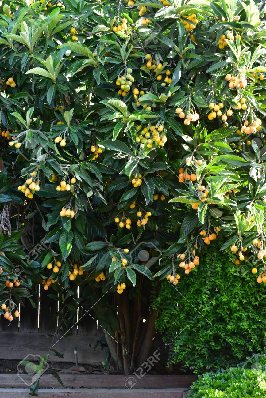 Loquat Tree (Eriobotrya Japonica), Live Tree, Japanese Plump Golden Color Fruit Tree (4-9 Inches)