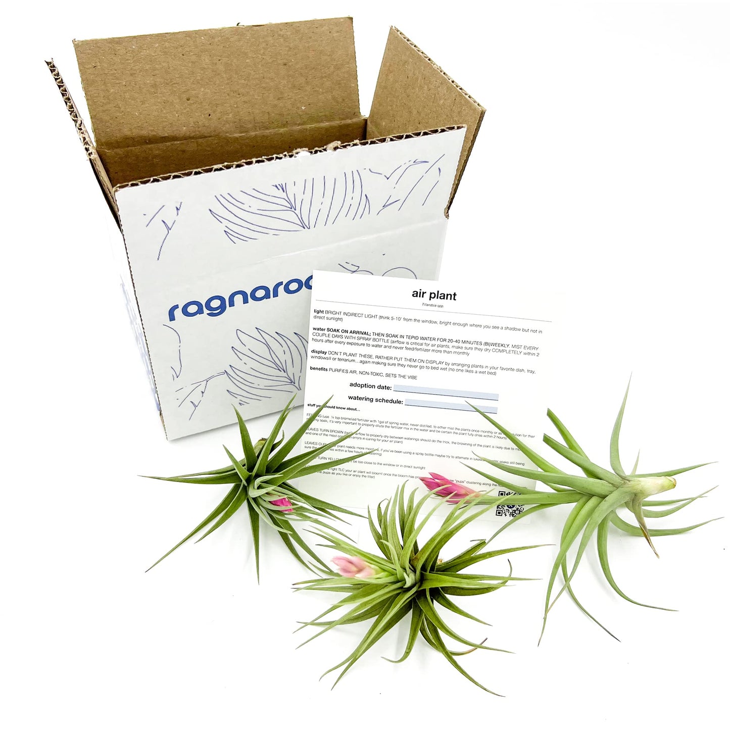 Air Plants - Flowering Tillandsia Aeranthos, Large 3-5" - 3ct - Live Arrival Guaranteed - House Plants for Home Decor & Gift