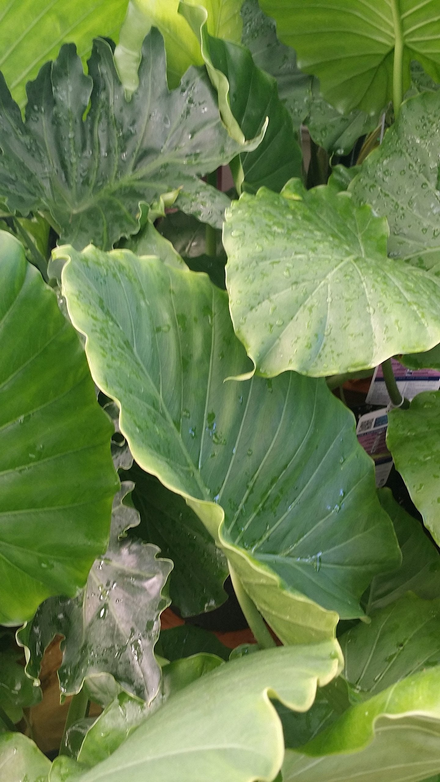 60 Live Elephant Ear Colocasia Esculenta Taro Bulbs