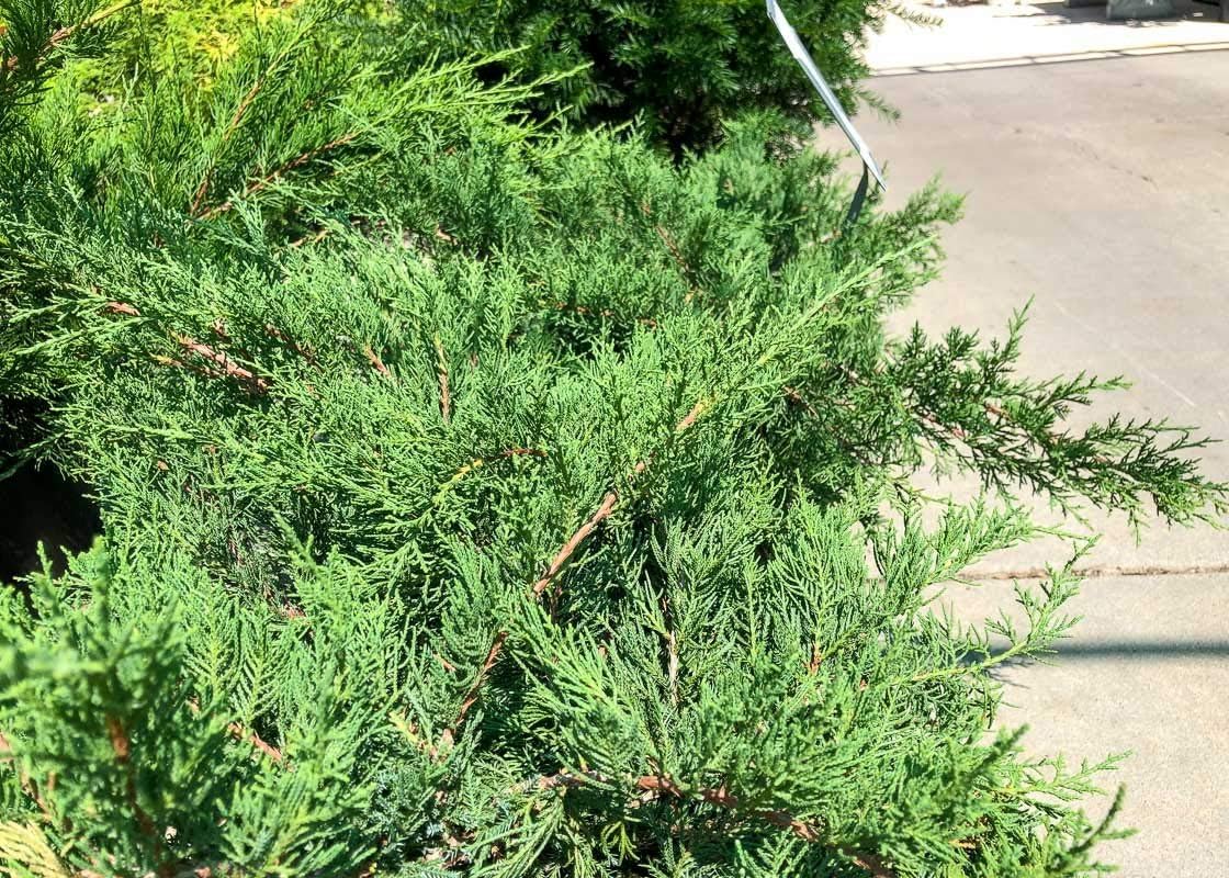 Juniper Kallay - 1 Live Gallon Size Plant - Juniperus Chinensis - Drought Tolerant Cold Hardy Evergreen Groundcover