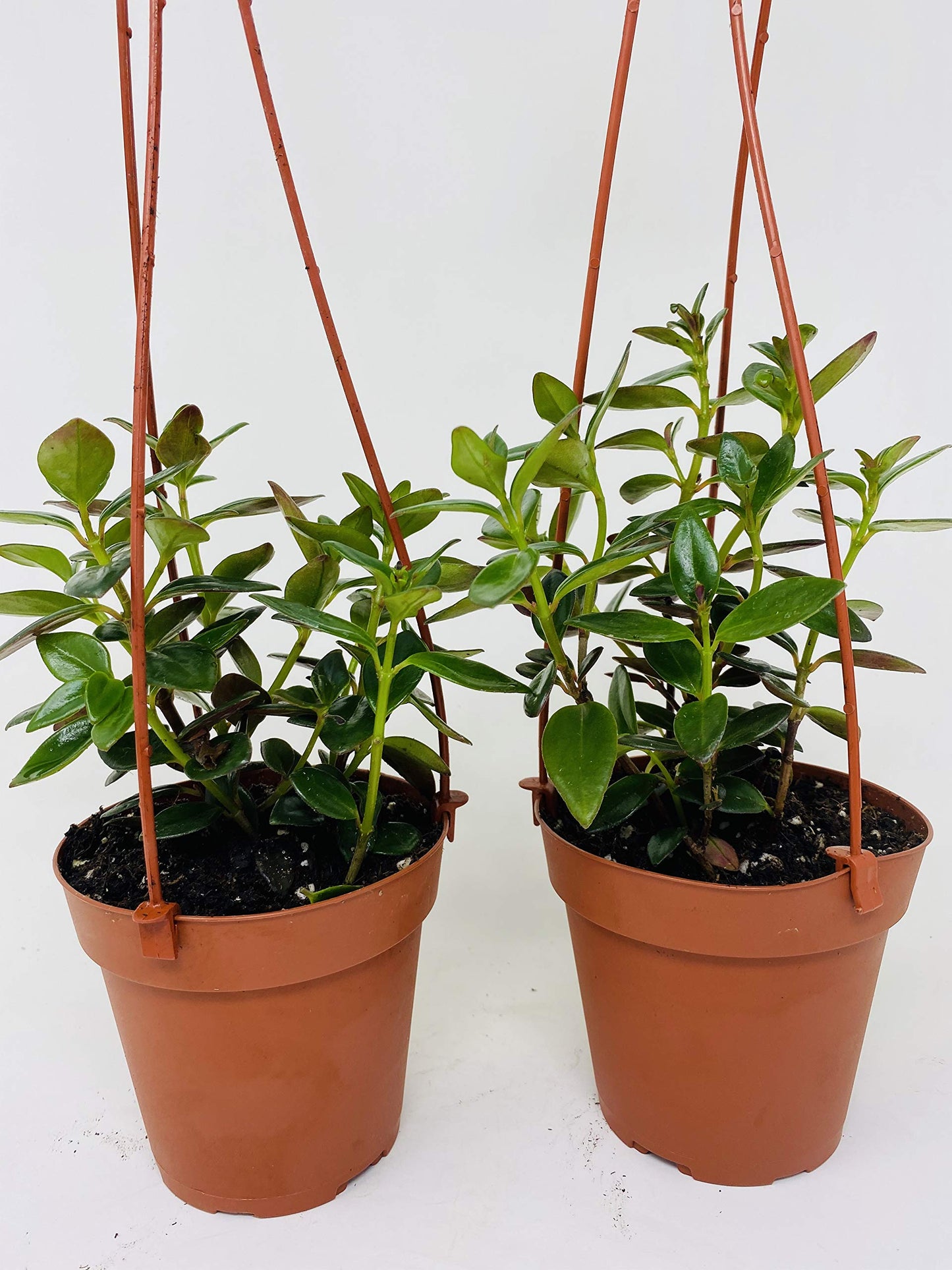 *Two Goldfish Plant - 4" Hanging Basket - Blooms Constantly