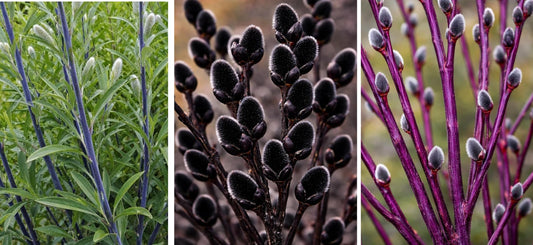 Dark Willow Tree Cuttings Bundle - Blue Bark, Blackskin & Purple Continental | 2 Cuttings of Each Variety | Fast Growing Ornamental Trees