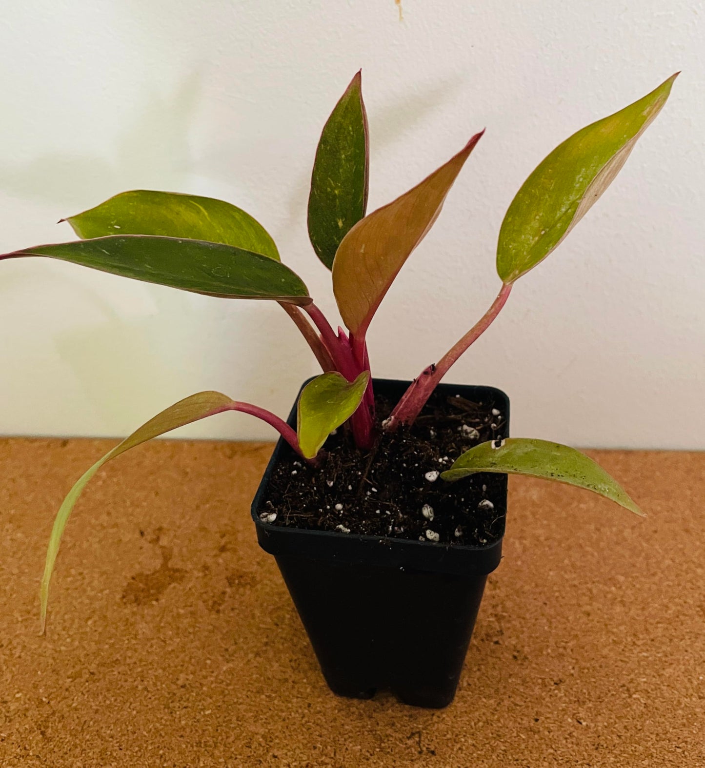 Zomo Garden Philodendron Birkin Pink live plant 2.5"" pot, green