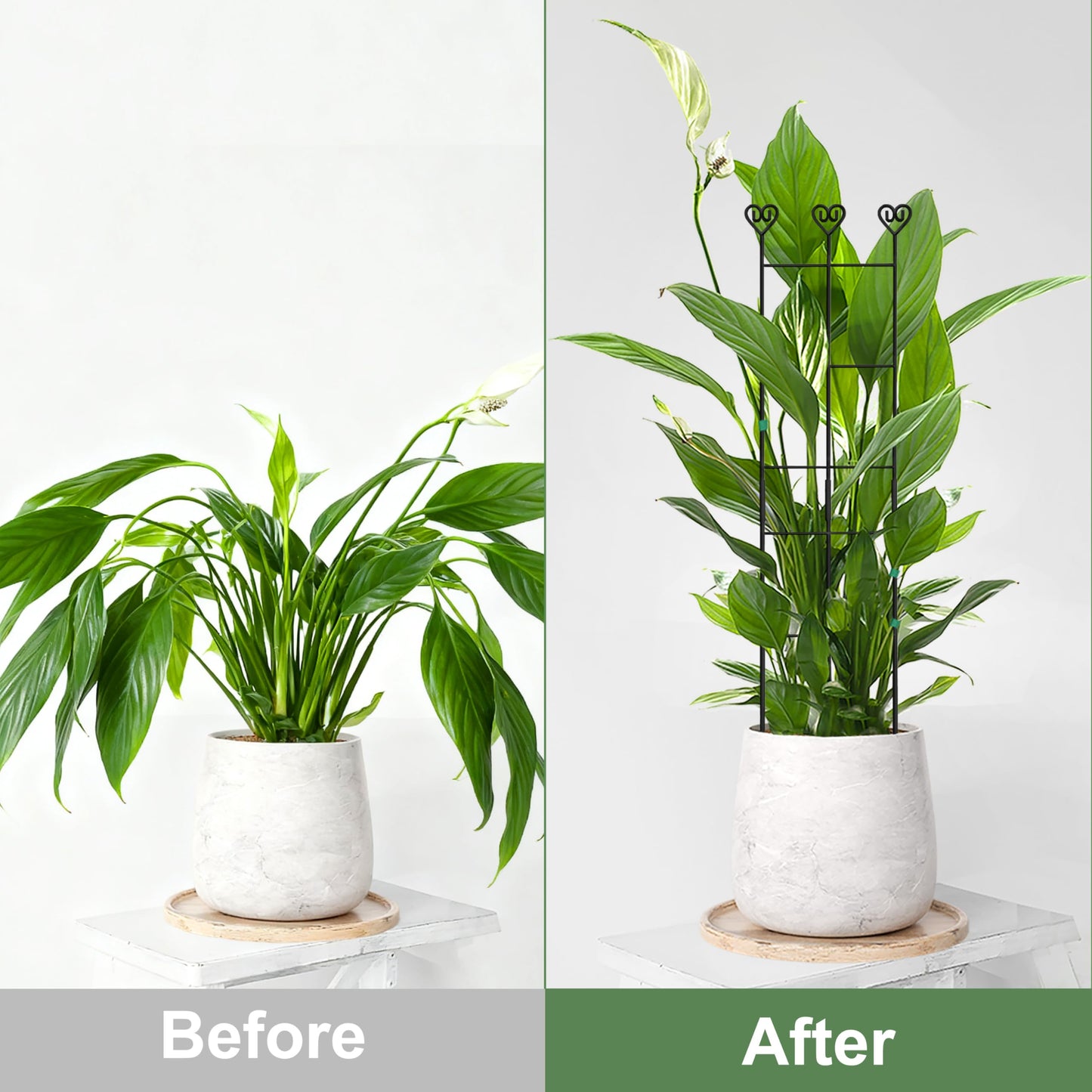 Coomin 2 Pack 32in Monstera Plant Support Stakes for Indoor Plants, Stackable Garden Trellis for Climbing Plants Outdoor, Metal Plant Climber Support for Pothos Philodendron Vine