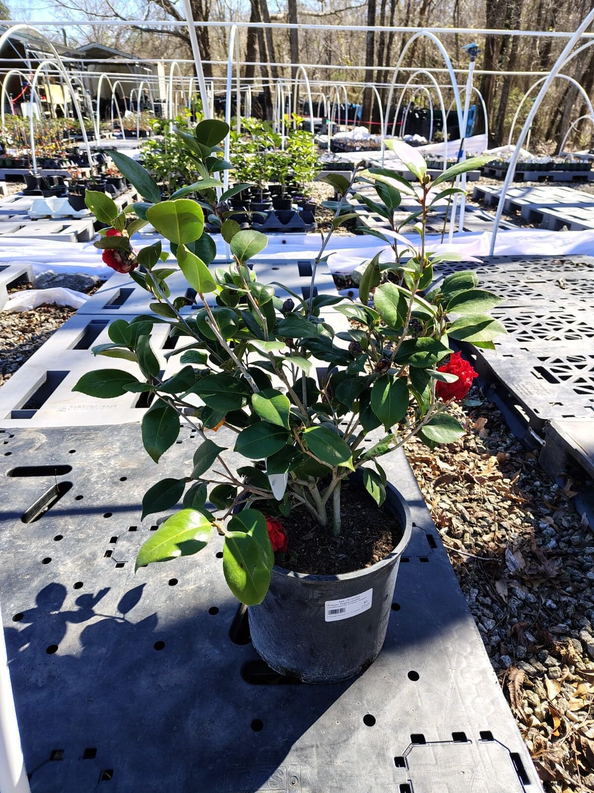 Live Plant - Professor Sargent Red Camellia Japonica - Live Plant - 3 Gallon Pot