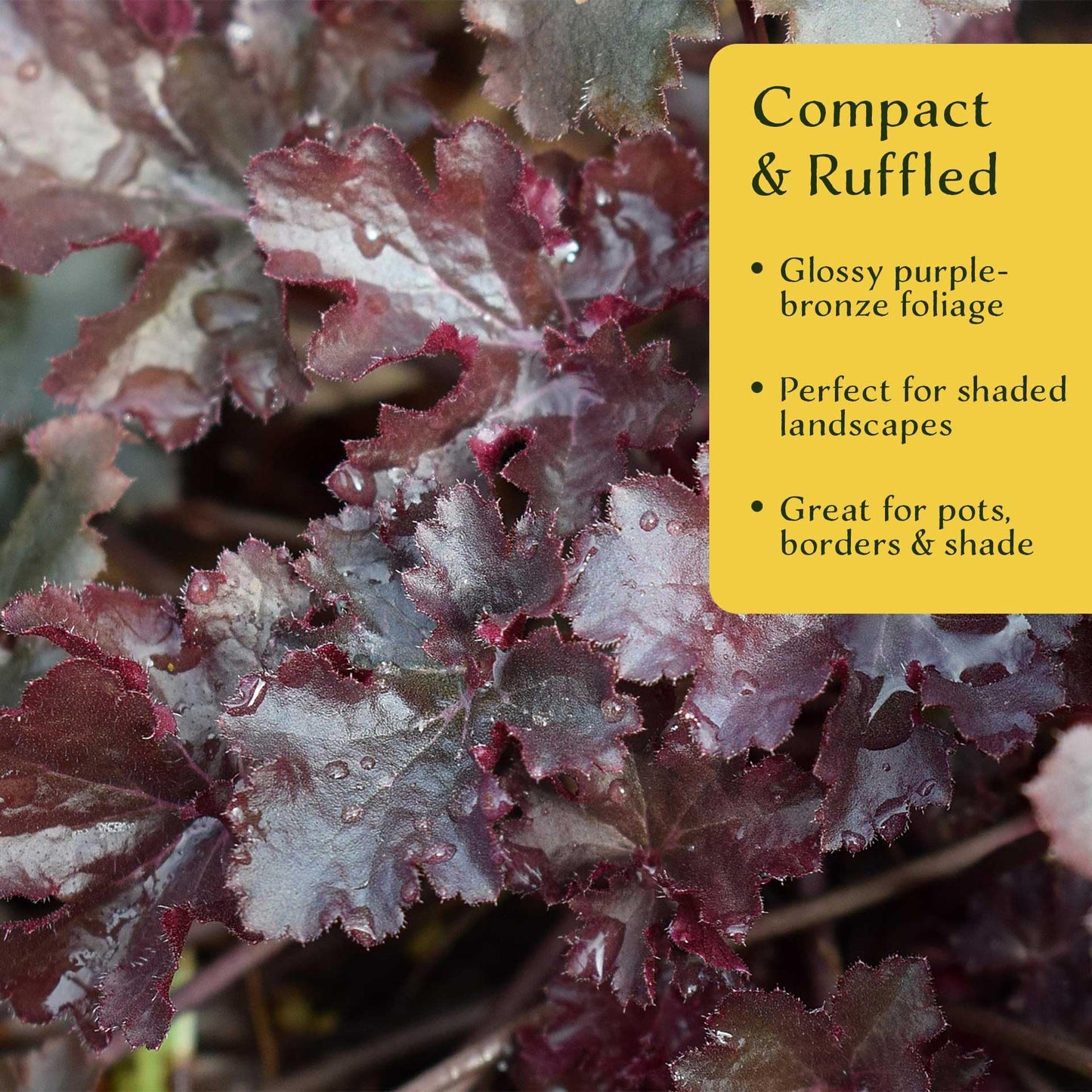 4 Dark Storm Coral Bells – Near Black Evergreen Shade Perennial with Glossy, Compact Ruffled Foliage for Borders & Containers (Heuchera ‘Dark Storm’) in 3.5” Cubes, Live Plants