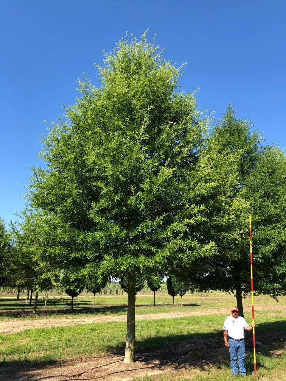 Willow Oak Tree | 3 Live Plants | Quercus Phellos | Beautiful Unique Fast Growing and Hardy Shade Tree
