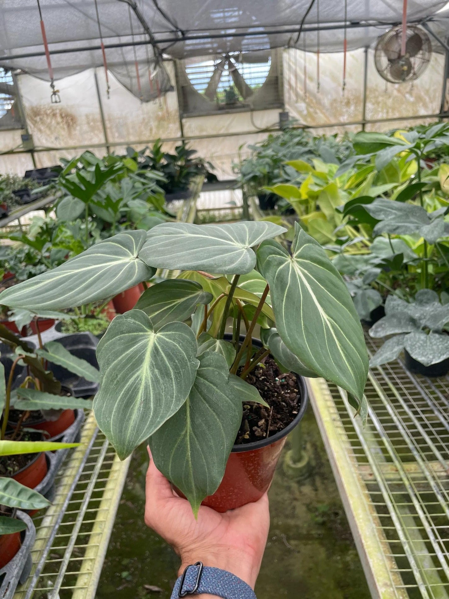 Philodendron Gloriosum 'Zebra | Live Plant for Indoor & Outdoor | for Living Room, Office, Bathroom | (4" Pot)