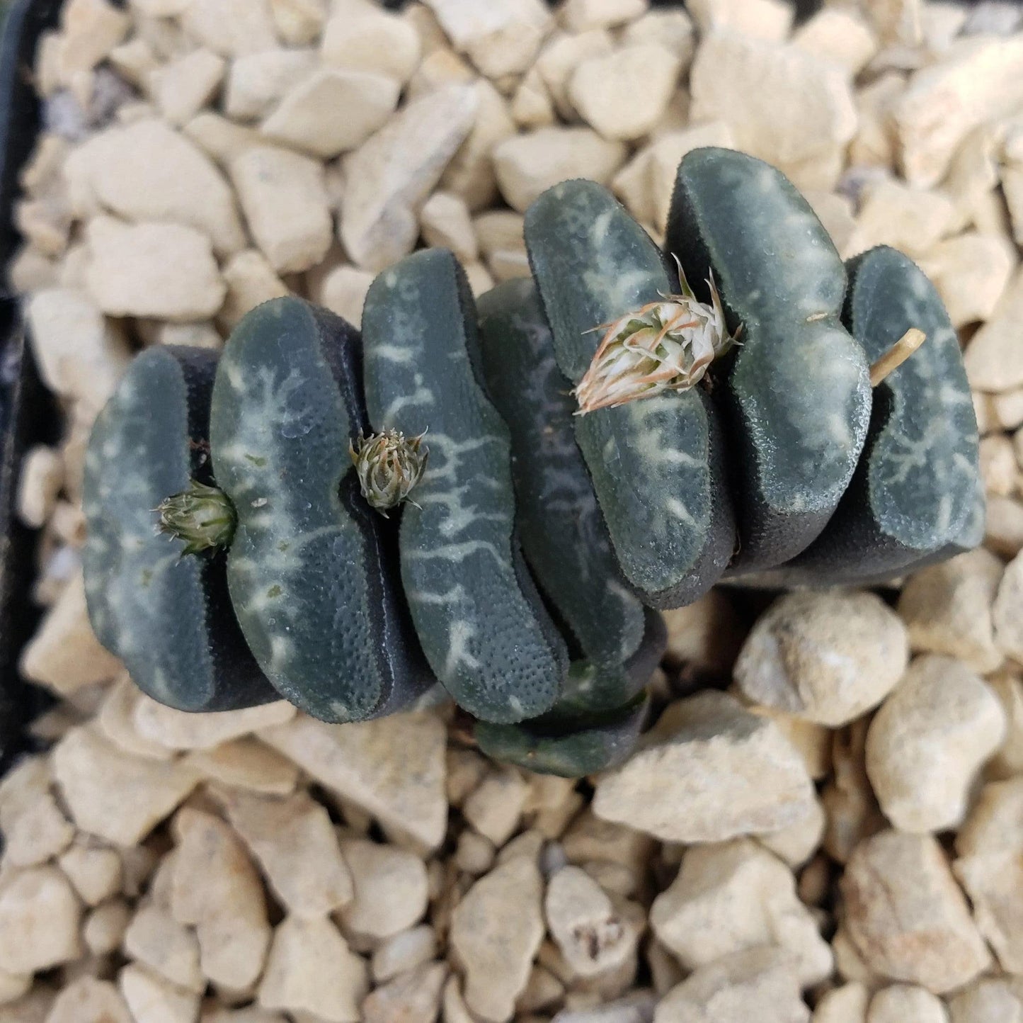 Haworthia Truncata Cacti Cactus Succulent Real Live Plant