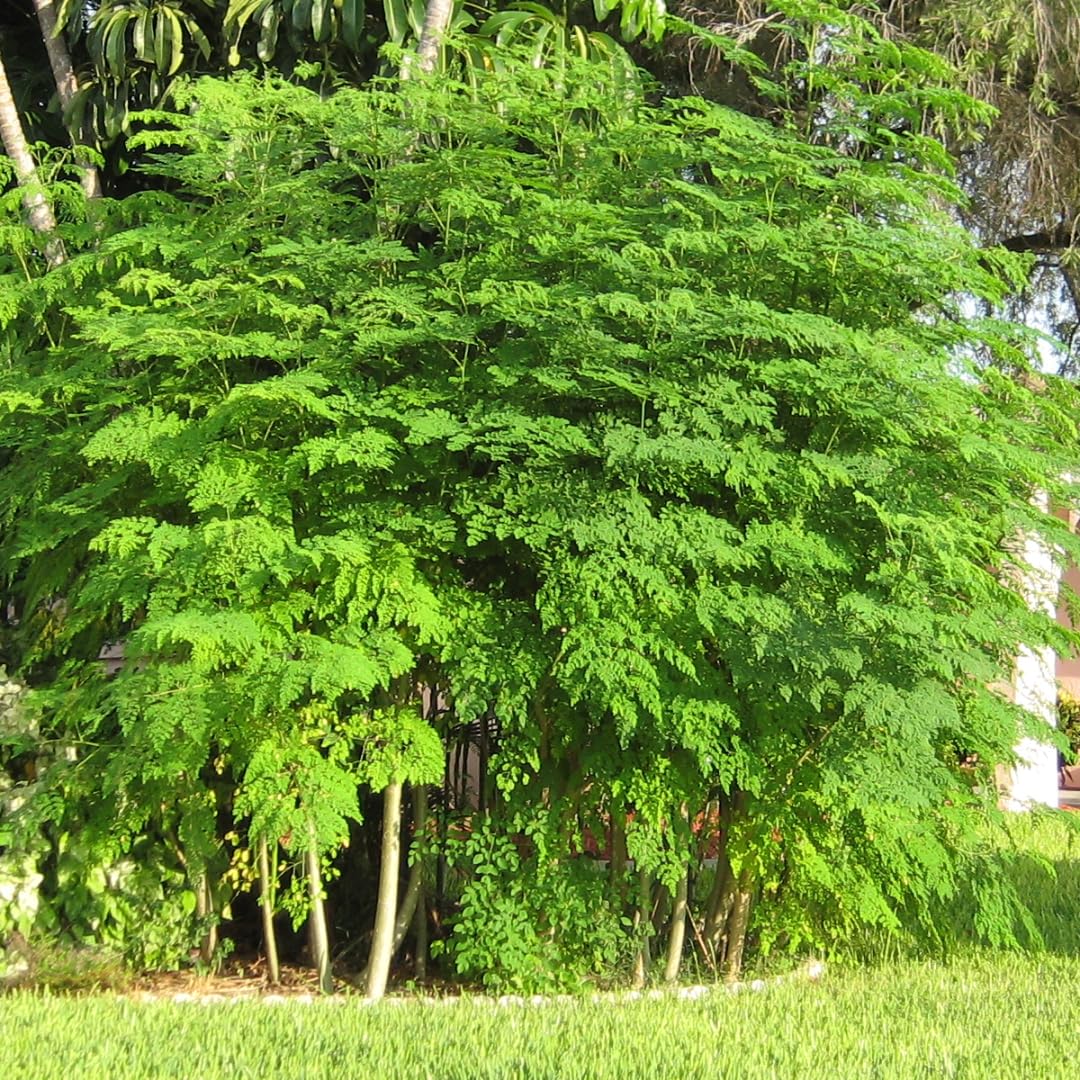 2 Moringa Plants Live Trees for Growing, Malunggay Plants, 5-9" Drumstick Horseradish Tree, Moringa Oleifera Plant Live, No Pot, Well Rooted