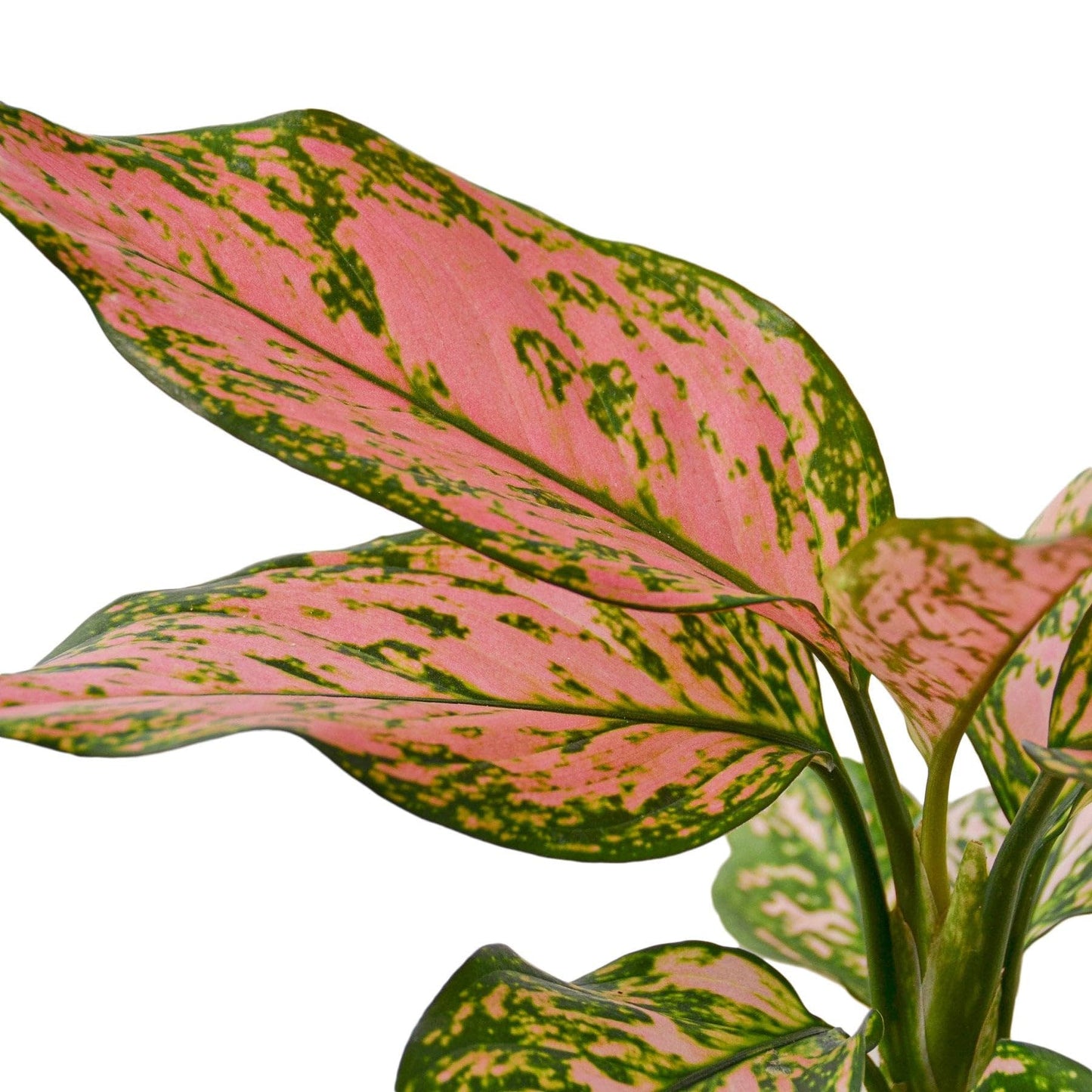 3 Pack Chinese Evergreen 'Lady Valentine' in 6in Pot - Live Plants Tropical Houseplants | Variegated | USA Growers | The Snobby Leaf