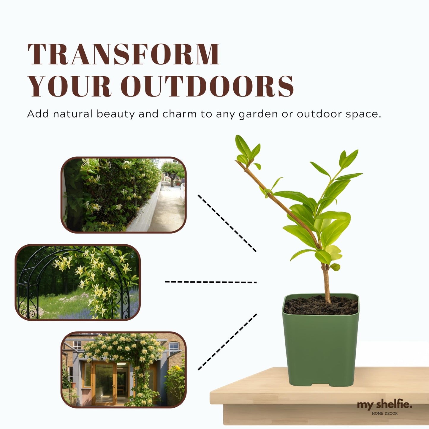 White Fragrant Japanese Honeysuckle Vine, Starter Plant, Climbing Landscape Outdoor Garden Plant 2 inch Pot (1)