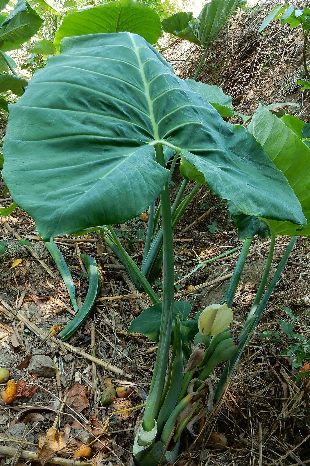 RedCrocus - RedCrocus Assorted Elephant Ear Xanthosoma – Large Tropical Foliage Plant, Shade Garden, Container Friendly, Pollinator Attractant, Indoor Use, Durable, Easy Care 6" Pot