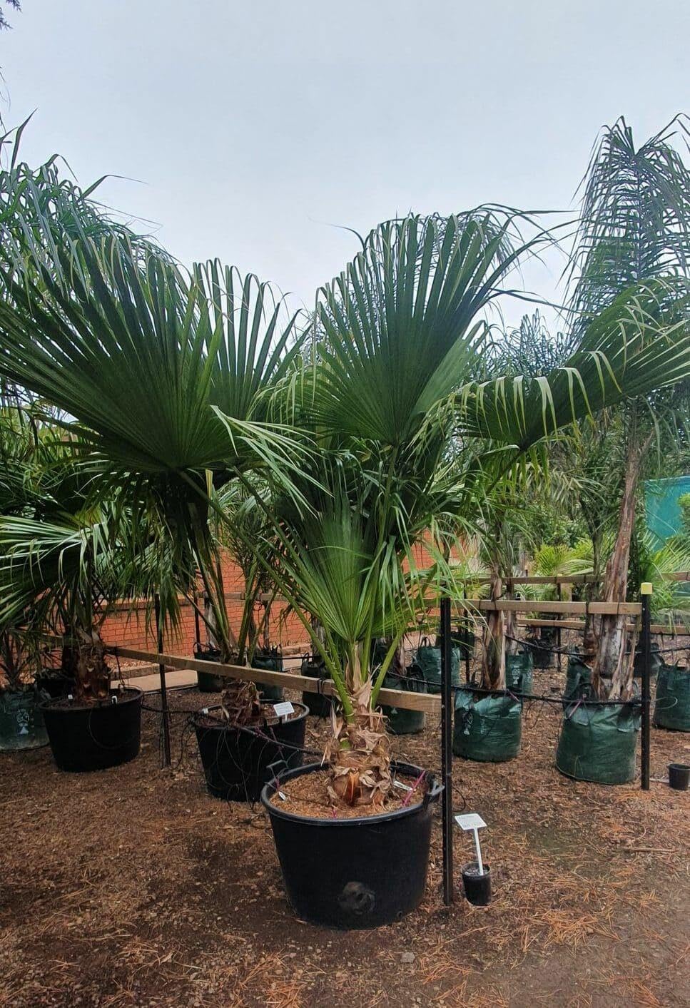 RedCrocus - Chinese Fan Palm–Livistona chinensis–Tropical Indoor Plant 15 Gallon