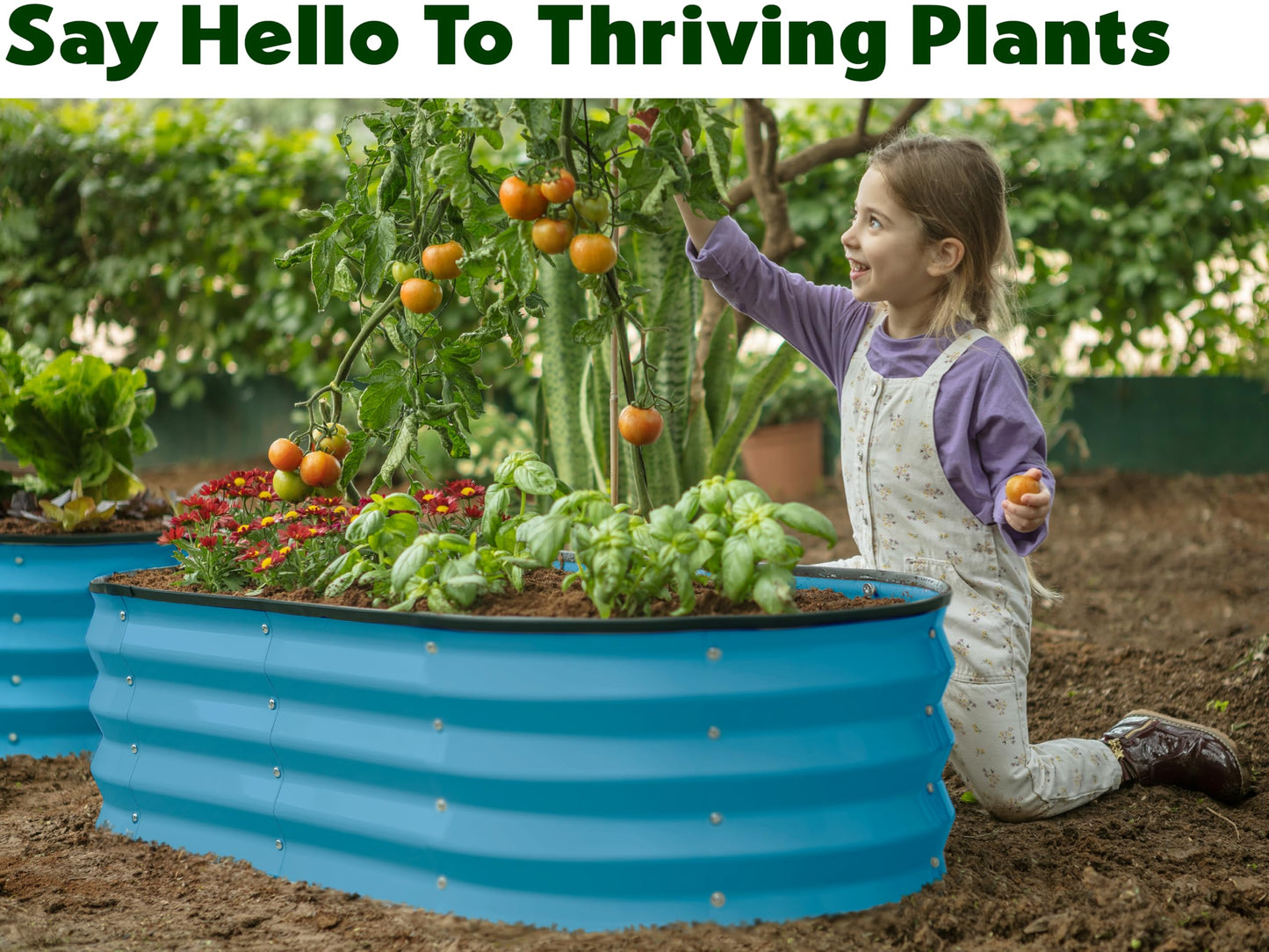 Plant & Plot Galvanized Raised Garden Beds Outdoor // 4×2×1 ft Planter Raised Beds for Gardening, Vegetables, Flowers (Teal) // Large Metal Garden Box
