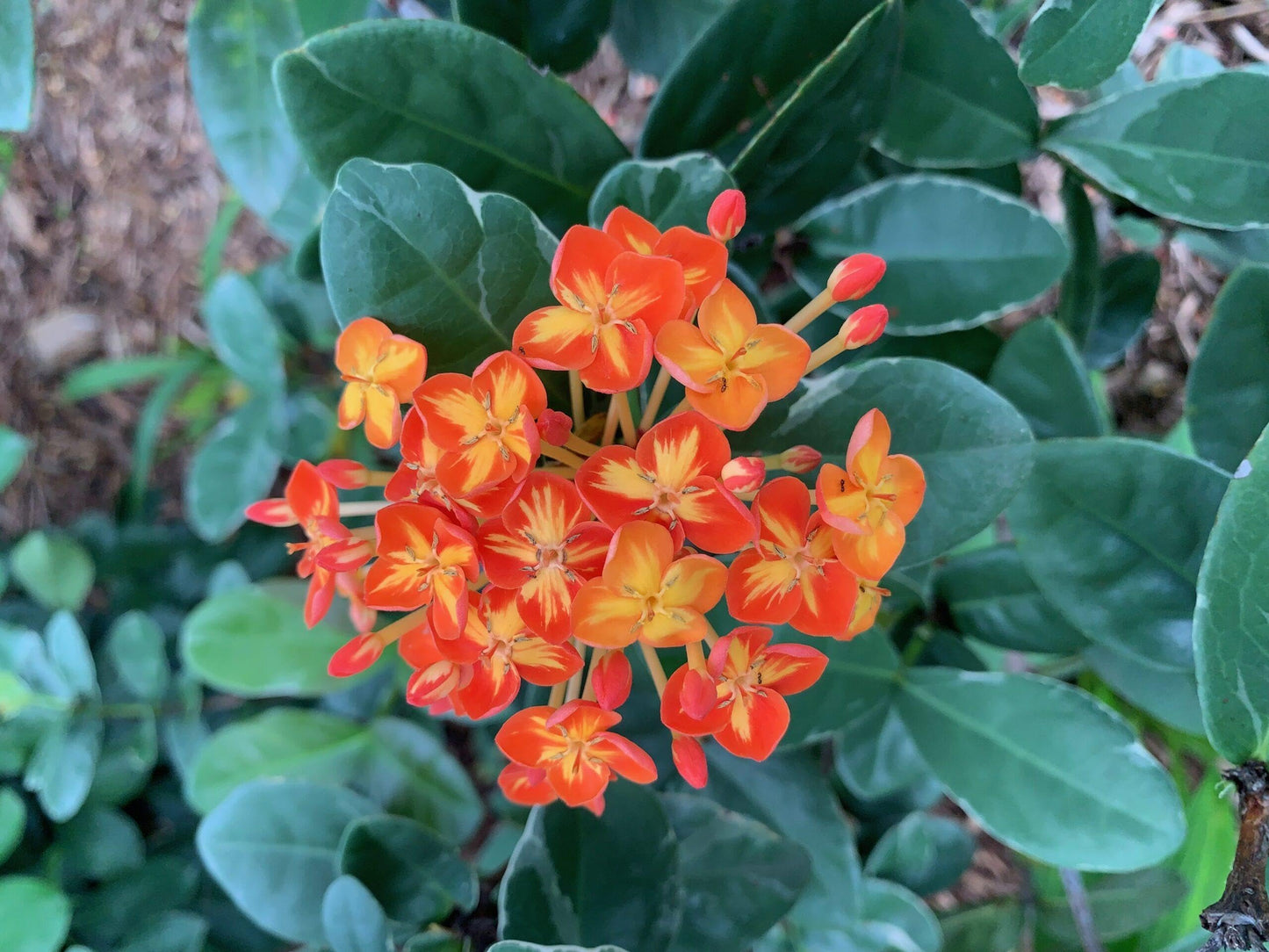 RedCrocus - RedCrocus West Indian Jasmine Ixora Assorted Tropical Shrub for Gardens and Hedges, Fragrant Evergreen Plant, Container Friendly, Attracts Pollinators, Pet Warning, Hardy in Zones 10-11 10