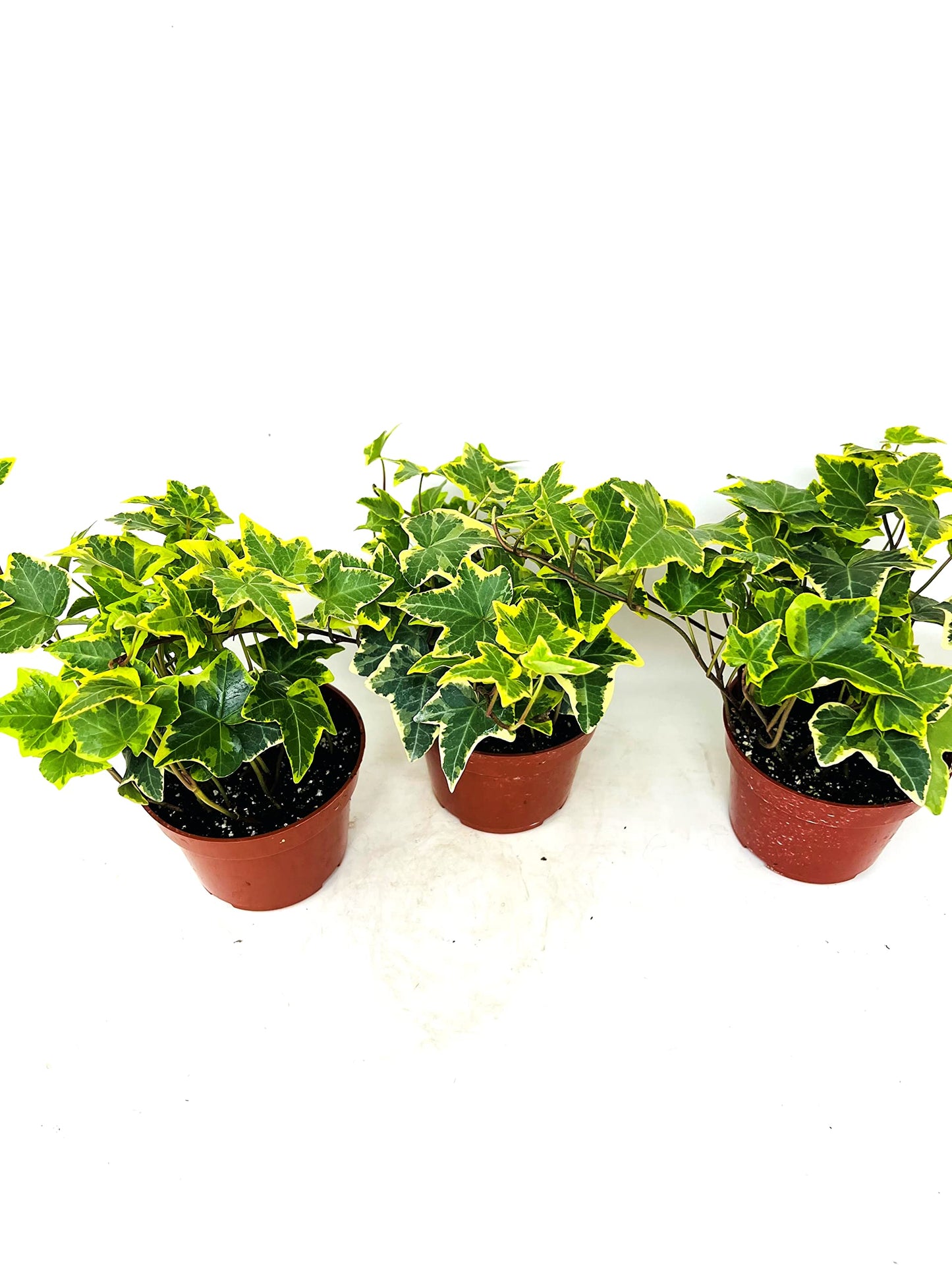 JM BAMBOO Gold Child English Ivy -3 Pack 3'' pots -Groundcover House Plant
