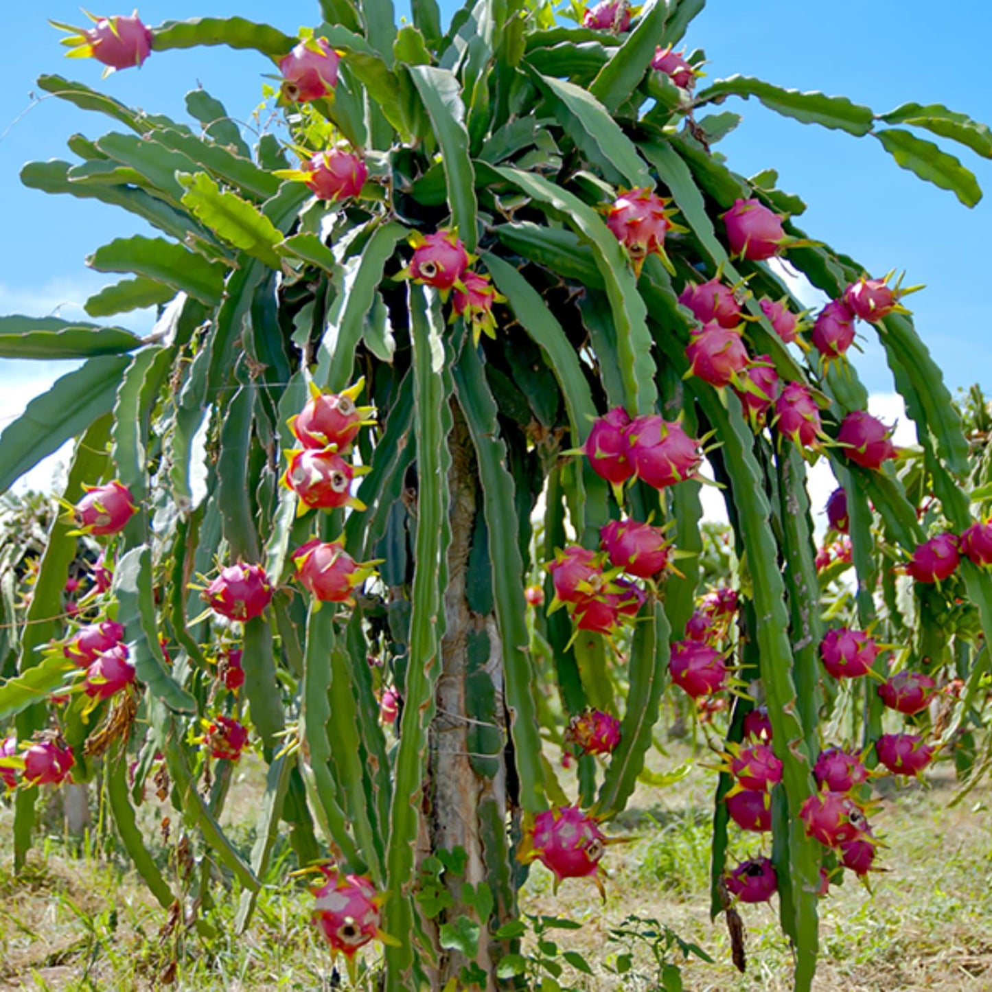 Dragon Fruit Live Plant, Fully Rooted in 4'' Pot, White Dragon Fruit Plants for Garden