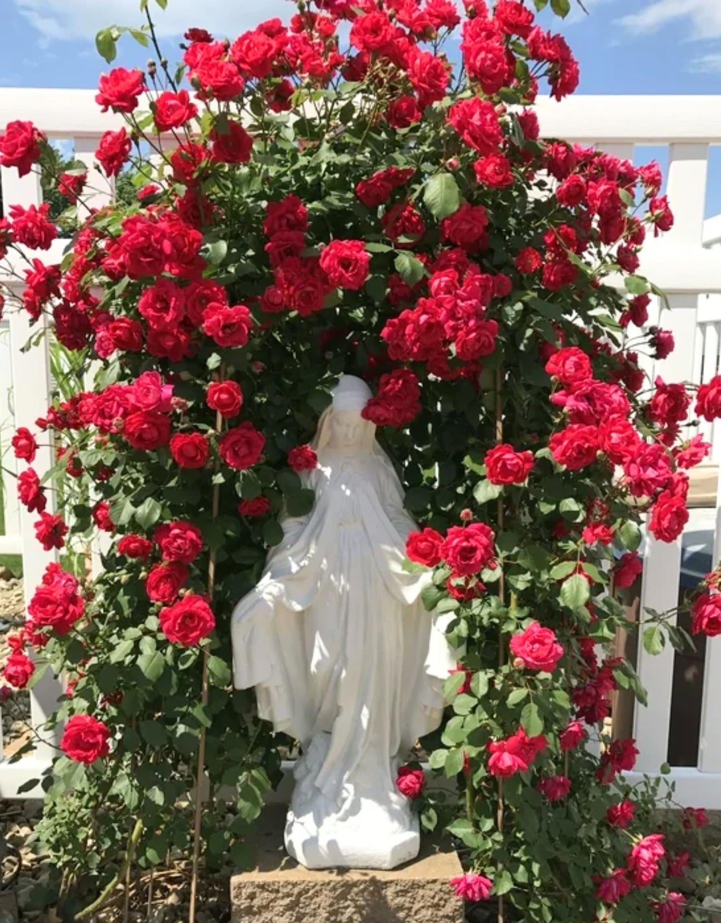 Red Climbing Rose Live Plant, Fragrant Rose Bush Ready to Plants, Zone 5 to 9, Size 3 to 5 Inches and Bare Root