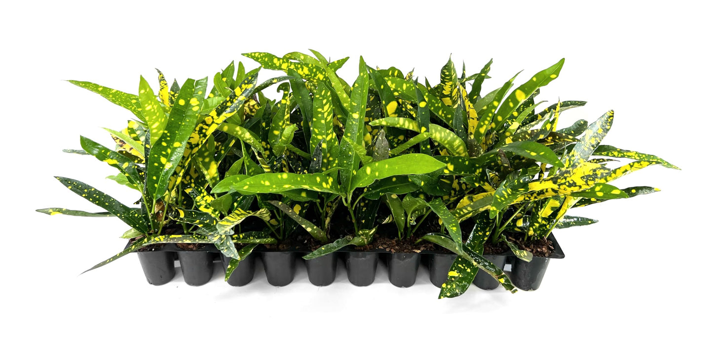 Croton Sloppy Painter Eleanor Roosevelt | 3 Live Plants | Codiaeum Variegatum | Outdoor Indoor Foliage, Tropical Houseplant, Easy Care, Vibrant Leaves, Unique Variegation, Low Light Adaptable
