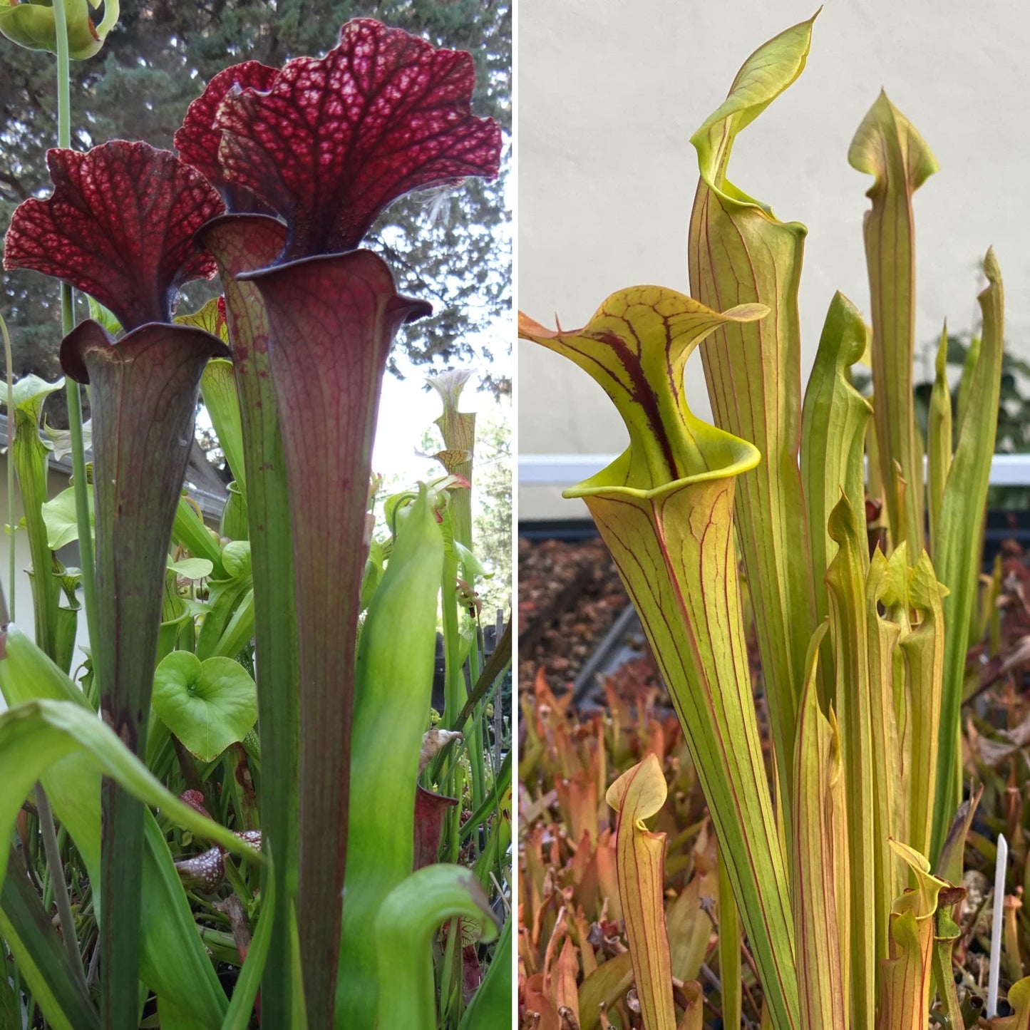 Savage Gardeners Live Carnivorous Pitcher Plant Sarracenia - Flowering Sized, Beginner-Friendly, Comes Potted in 2.5'' Pot