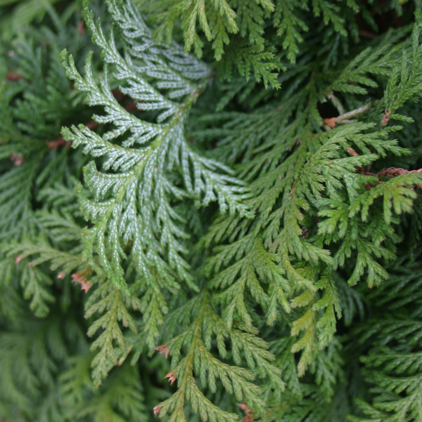 Proven Winners Soft Serve False Cypress (Chamaecyparis pisifera) Live Plant, 4.5" Qt, 4 Pack