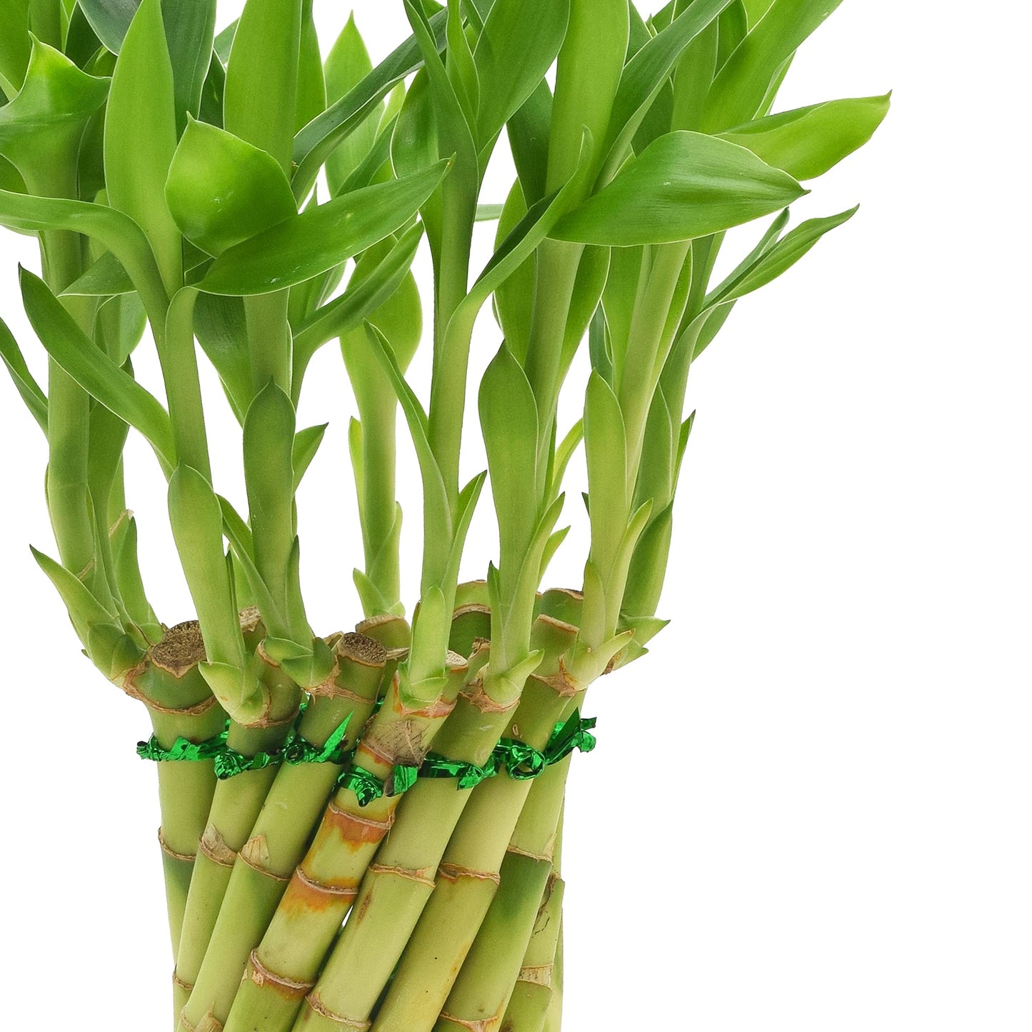 Arcadia Garden Products LV34 Tornado Lucky Bamboo, Live Indoor Plant in Carolina Square Ceramic Planter for Home, Work, or Gift, White