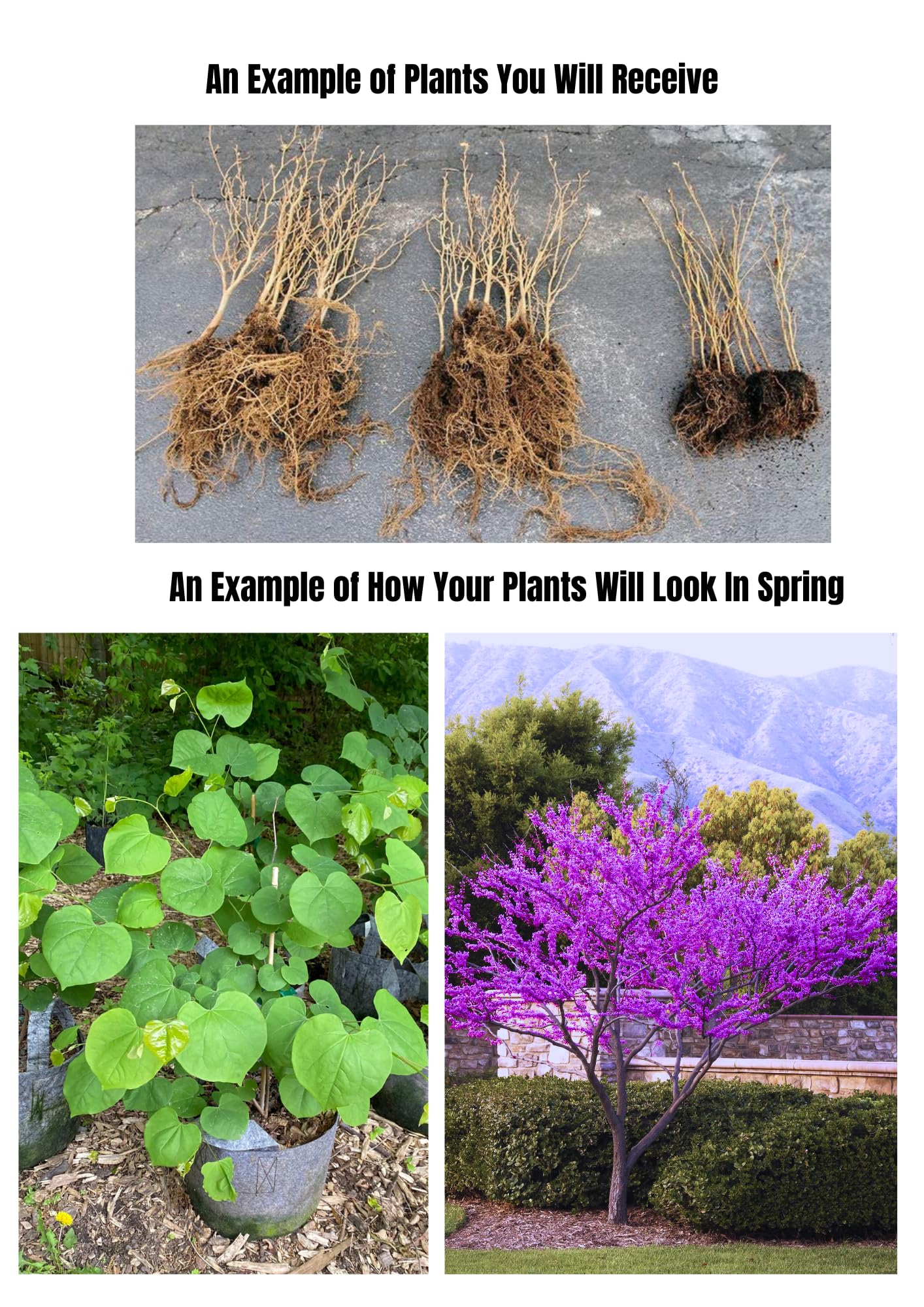 Eastern Redbud Trees Live Plants Seedlings, 6 to 13 Inc Tall Red Bud Trees Live Plants, American Redbud Tree, Cold Hardy