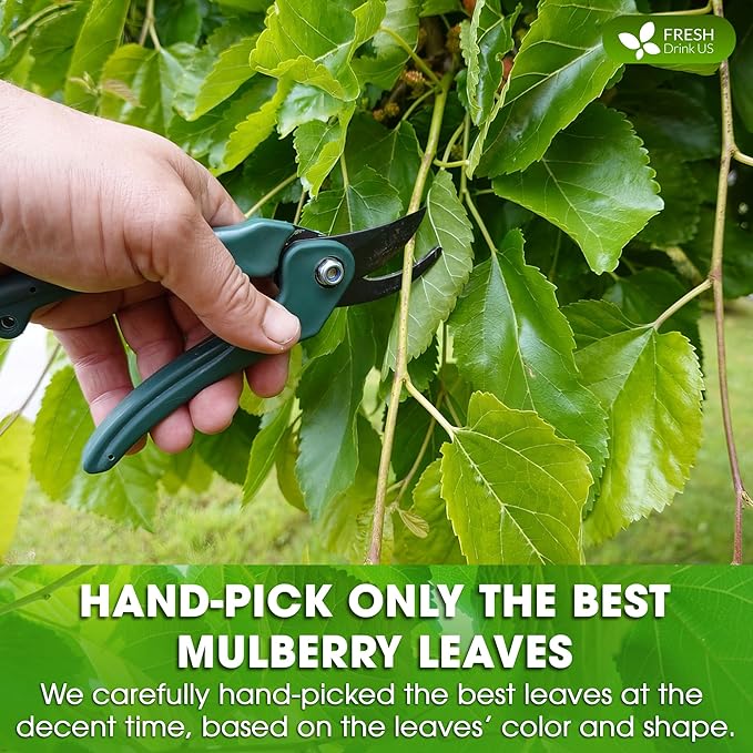 FreshDrinkUS, Premium 8oz Mulberry Leaf Powder, 100% Natural and Pure from Mulberry Leaves, Perfect for Tea, Smoothies, Baked Goods, Natural Food Coloring, No Additives, No Gluten, No Sugar, Vegan